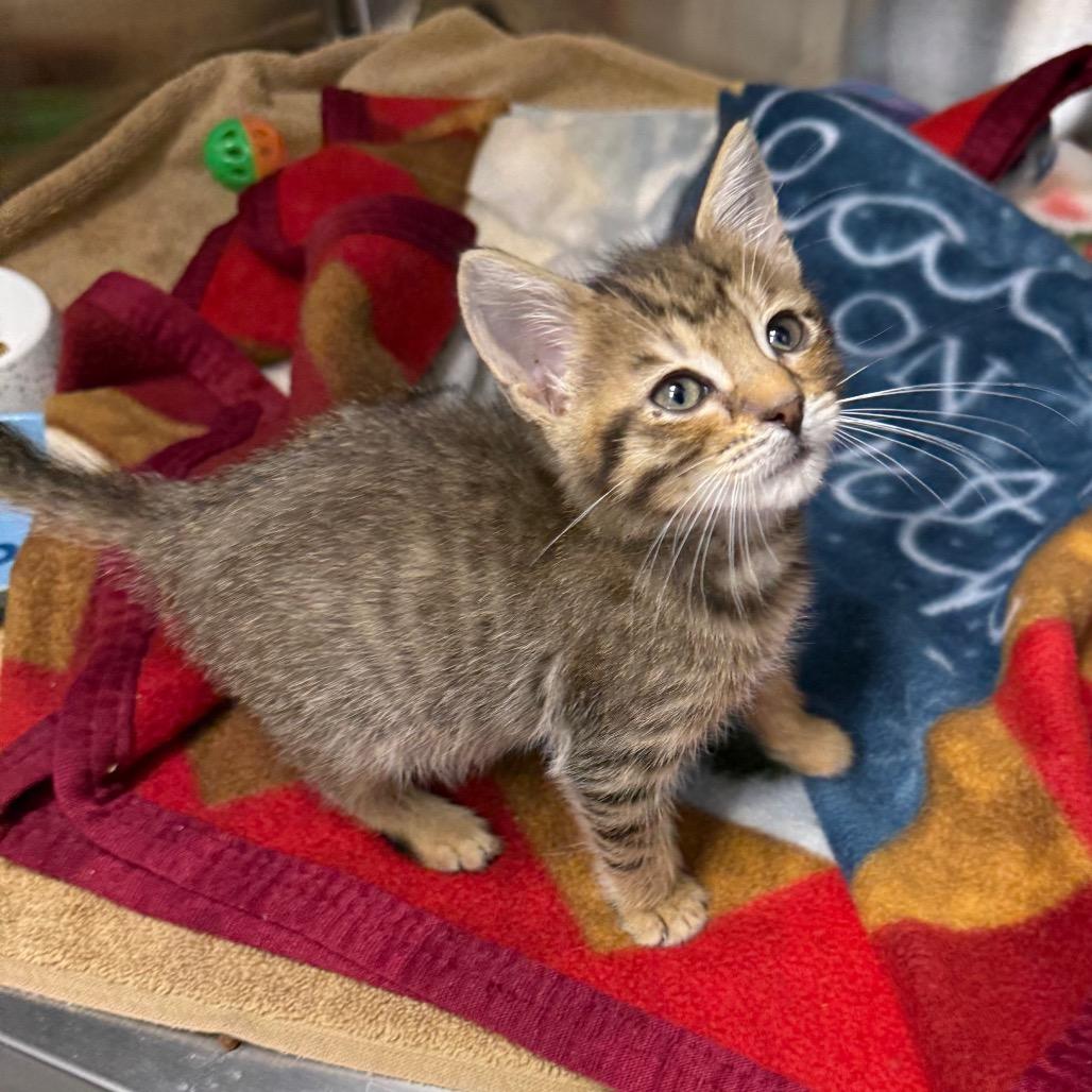 Morrigan, a Adoptable Domestic Short Hair in Lake Panasoffkee, FL image 6/6