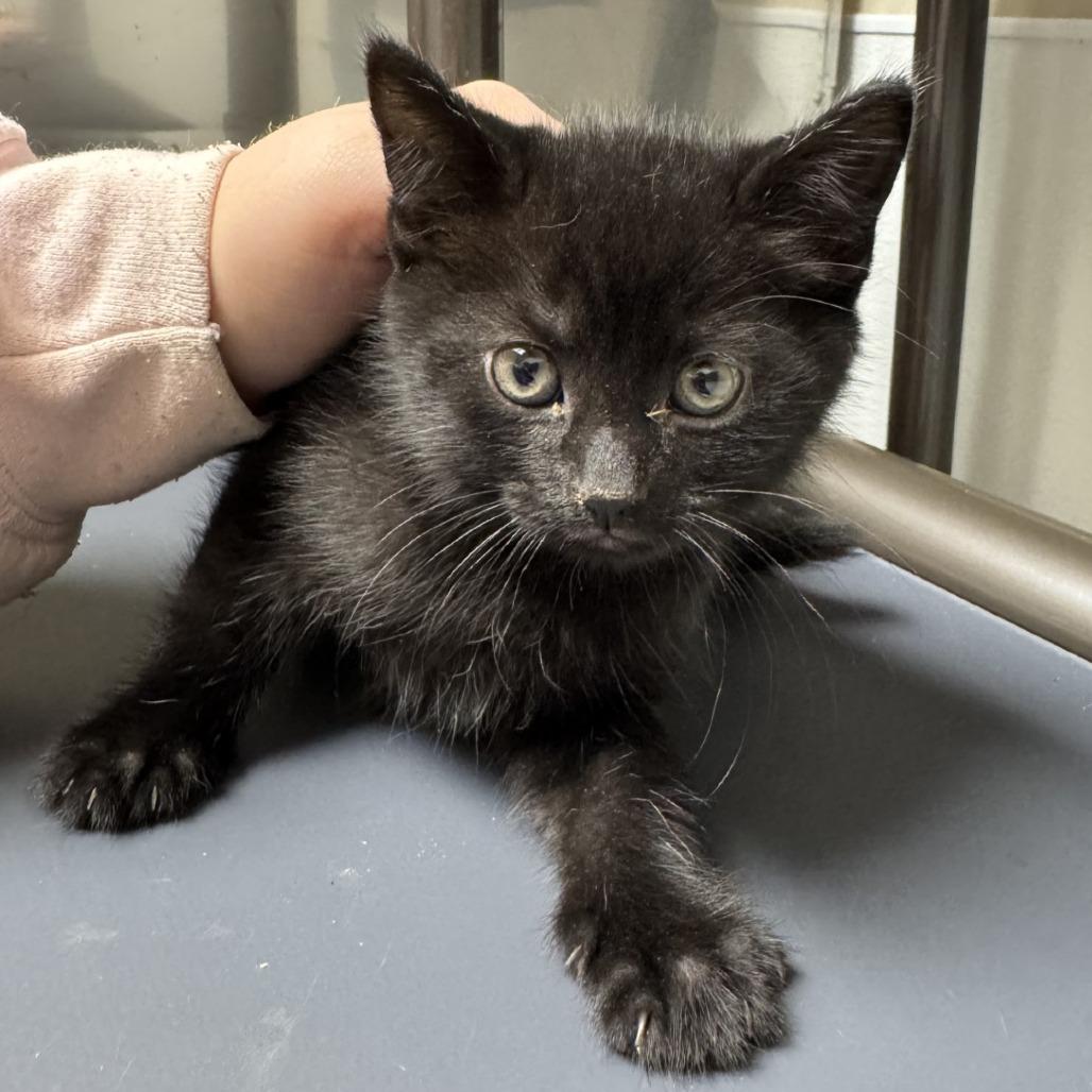 Enlarge Fonzo, a Adoptable American Shorthair in Blue Ridge, GA image 1/1