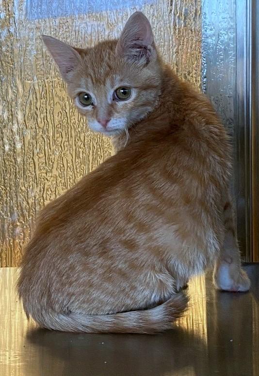 Enlarge Paula A214848, an adopted Domestic Short Hair in Plano, TX image 2/3