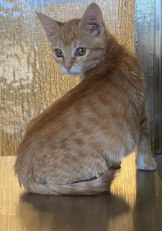 Enlarge Paula A214848, an adopted Domestic Short Hair in Plano, TX image 3/3