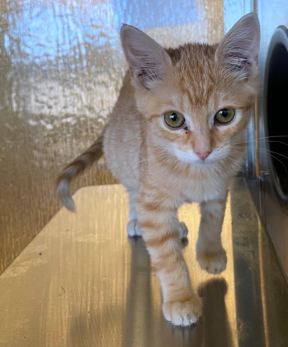 Paula A214848, adopted, Kitten Female Domestic Short Hair.