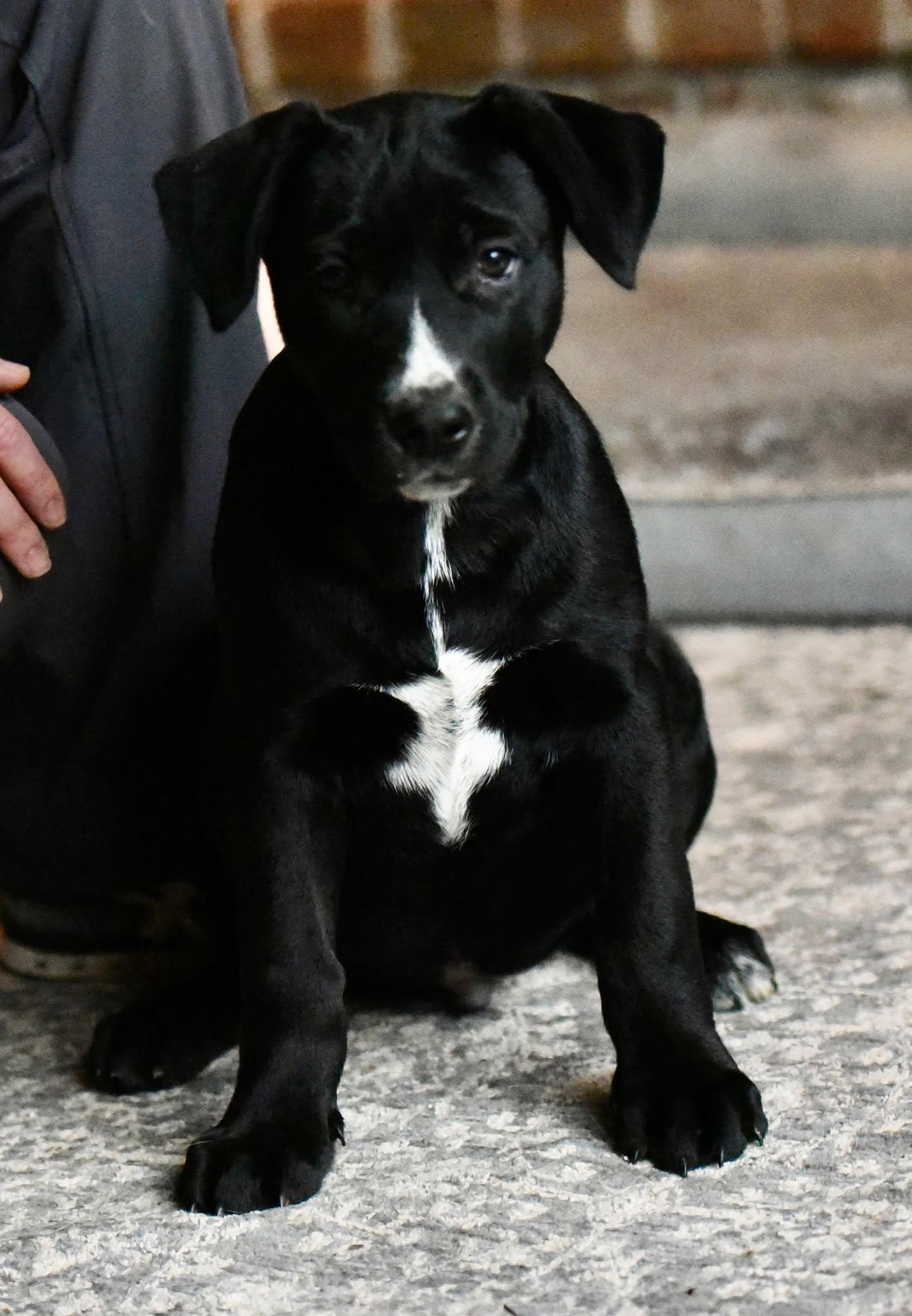 Enlarge Dalton, a Adoptable mixed breed in Mechanicsburg, PA image 1/3