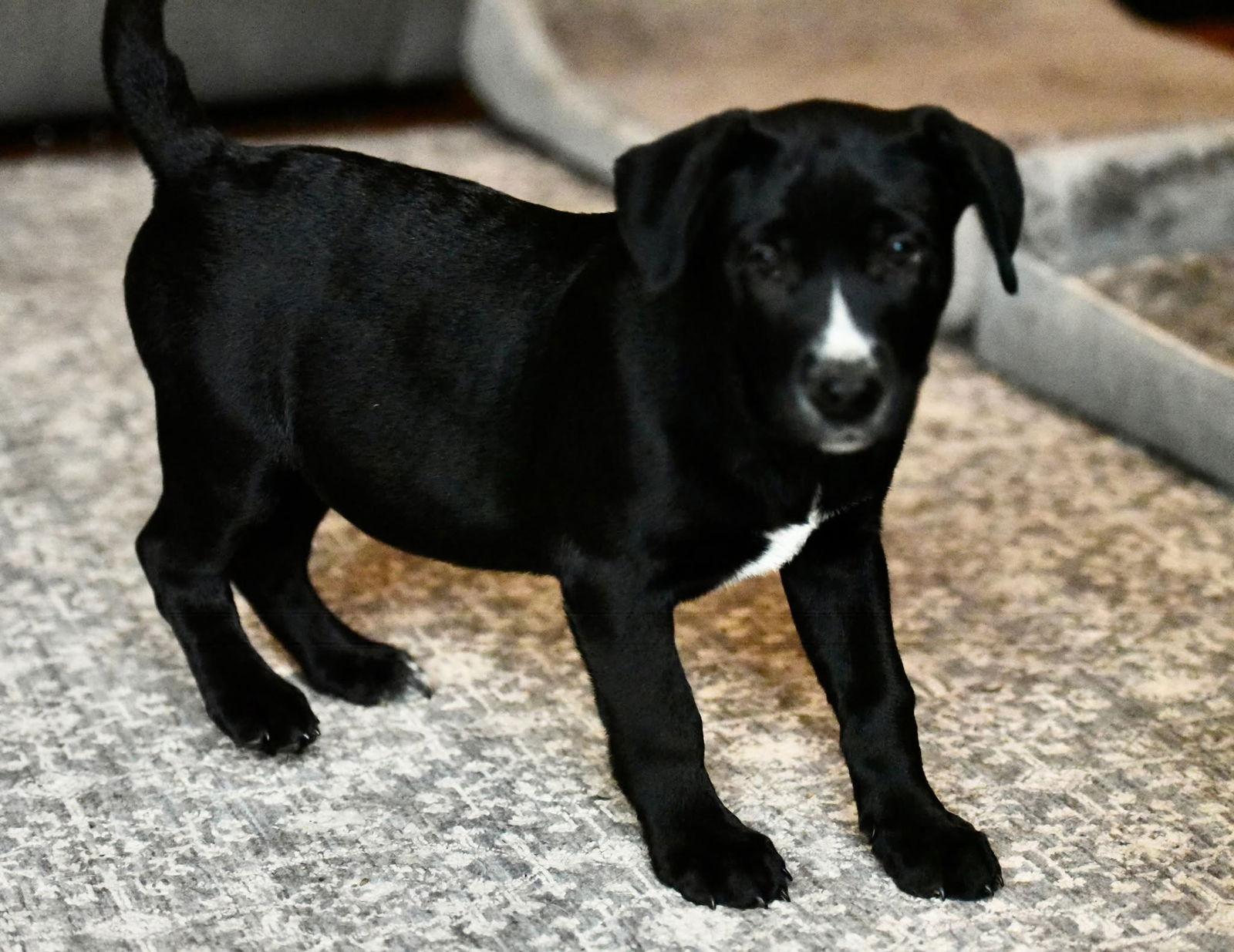 Enlarge Dalton, a Adoptable mixed breed in Mechanicsburg, PA image 2/3