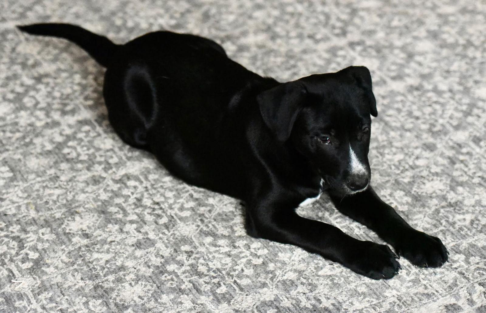 Enlarge Dalton, a Adoptable mixed breed in Mechanicsburg, PA image 3/3