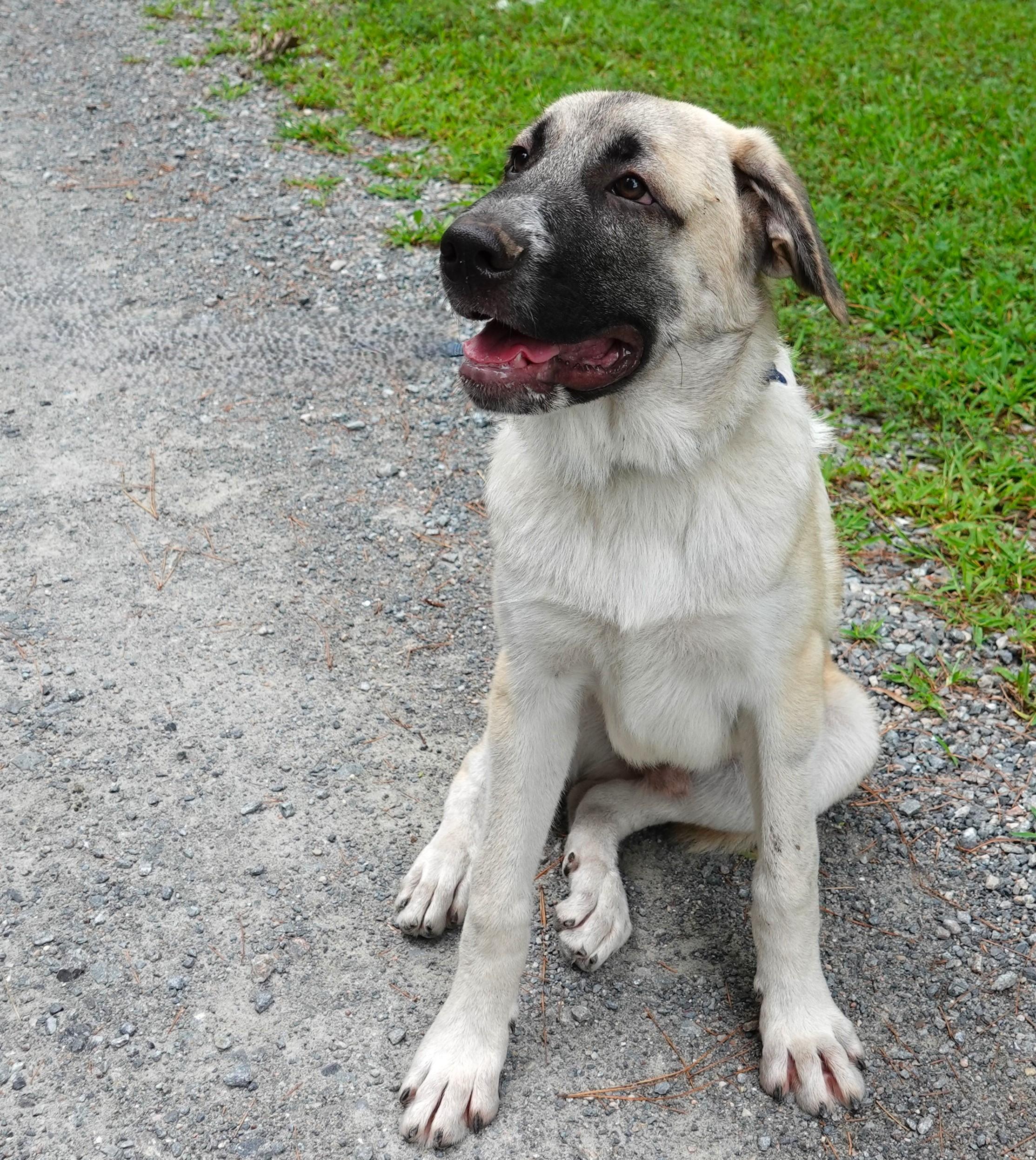Enlarge Marcus, an adopted mixed breed in Richmond, VA image 3/4