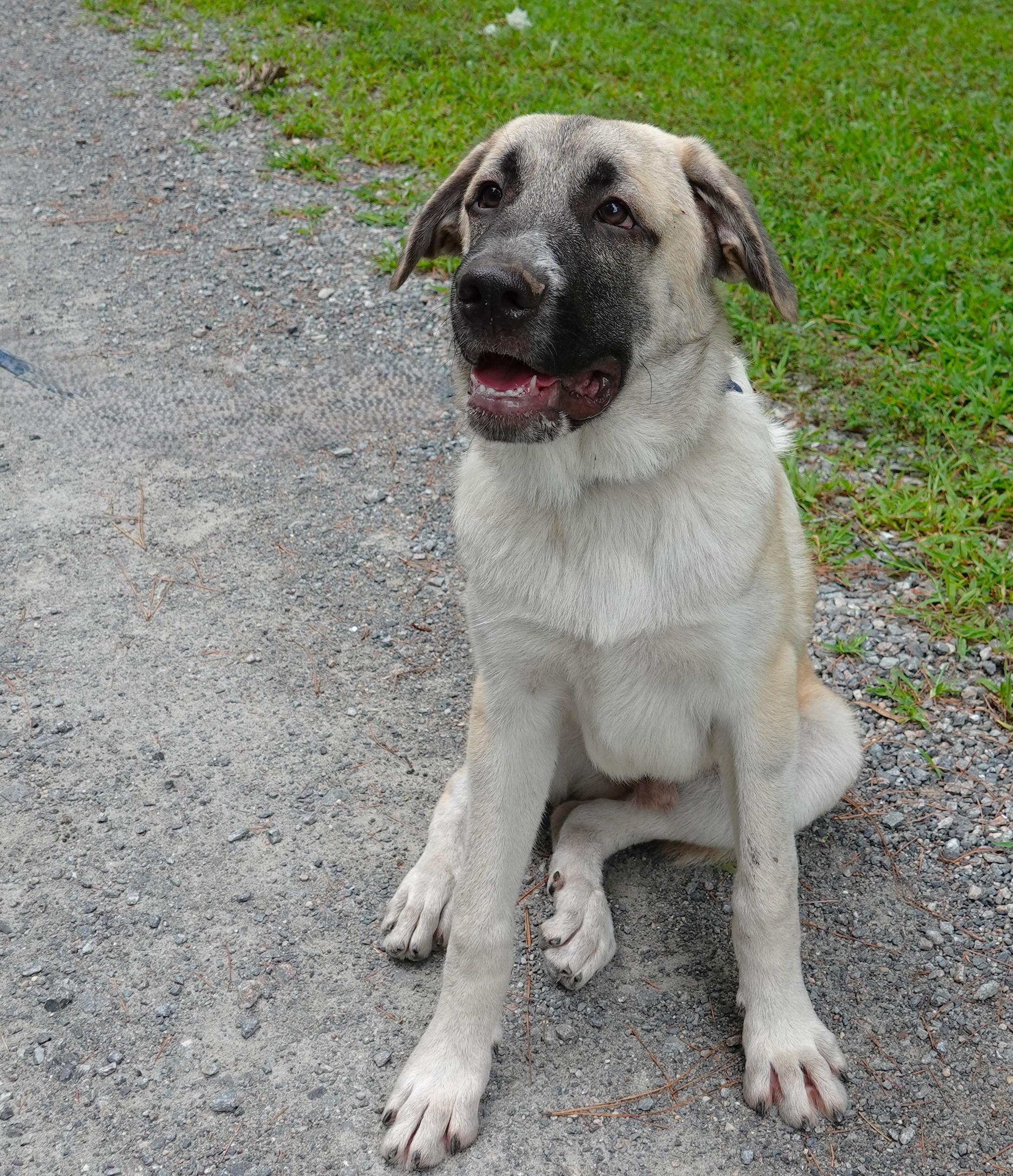 Enlarge Marcus, an adopted mixed breed in Richmond, VA image 2/4