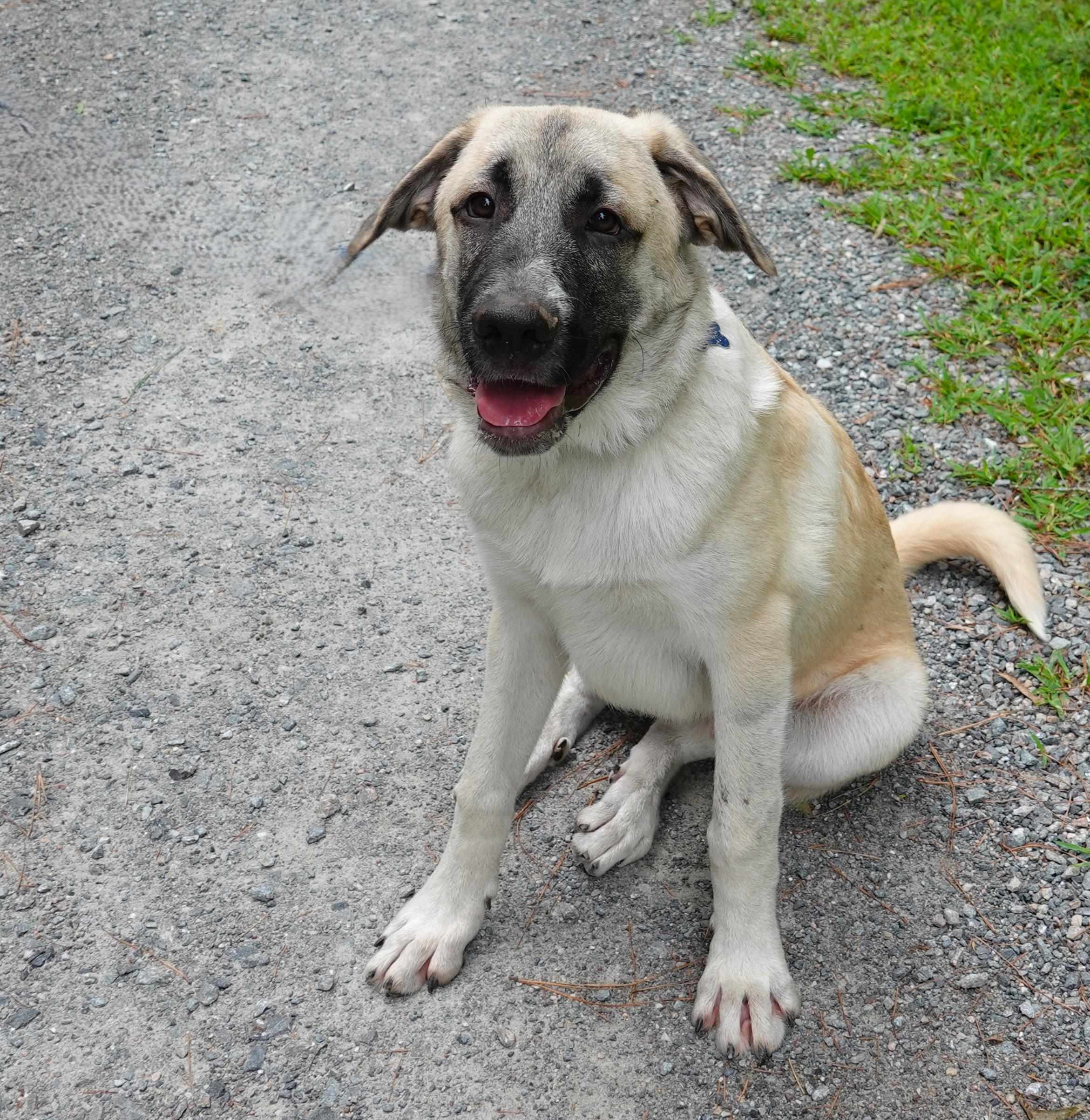 Marcus, adopted, Young Male Anatolian Shepherd & Great Pyrenees.