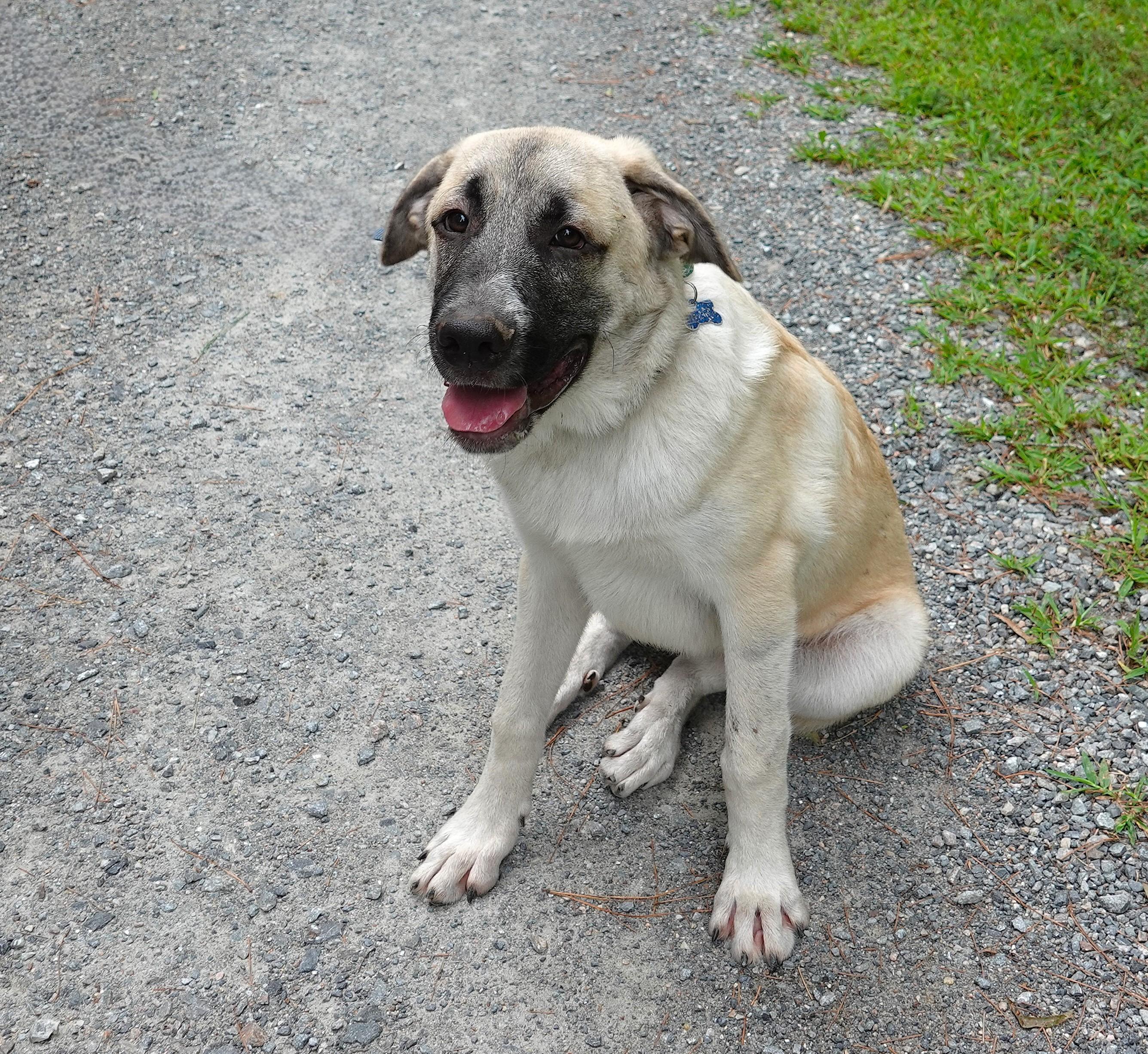Enlarge Marcus, an adopted mixed breed in Richmond, VA image 4/4