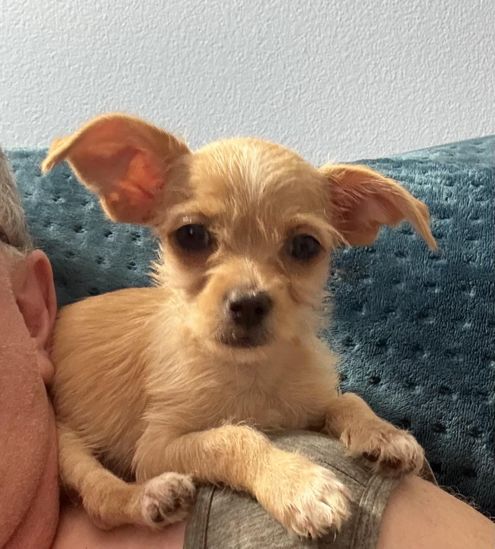 Enlarge Sophia, an adopted mixed breed in Phoenix, AZ image 1/1