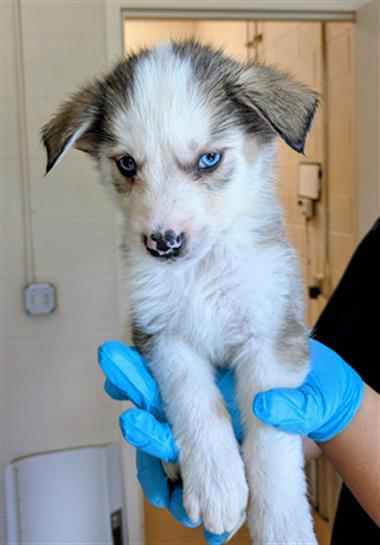 POTHOS, Adoptable, Puppy Male German Shepherd Dog & Siberian Husky.