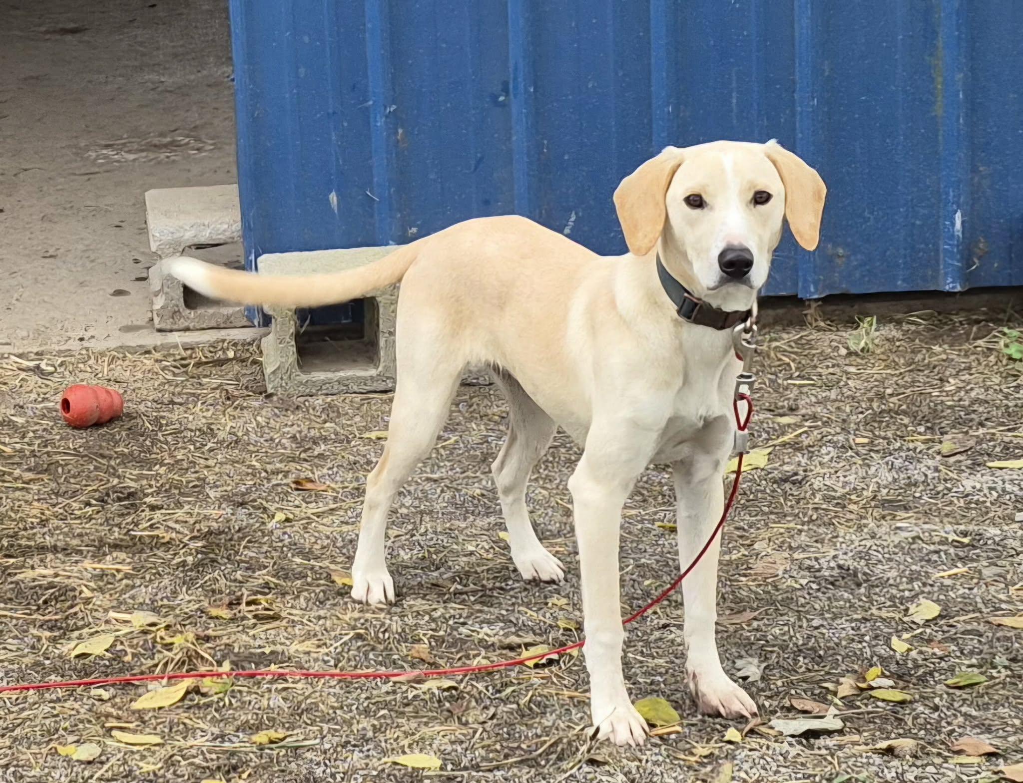 Amos, Adoptable, Young Male Treeing Walker Coonhound & Border Collie.