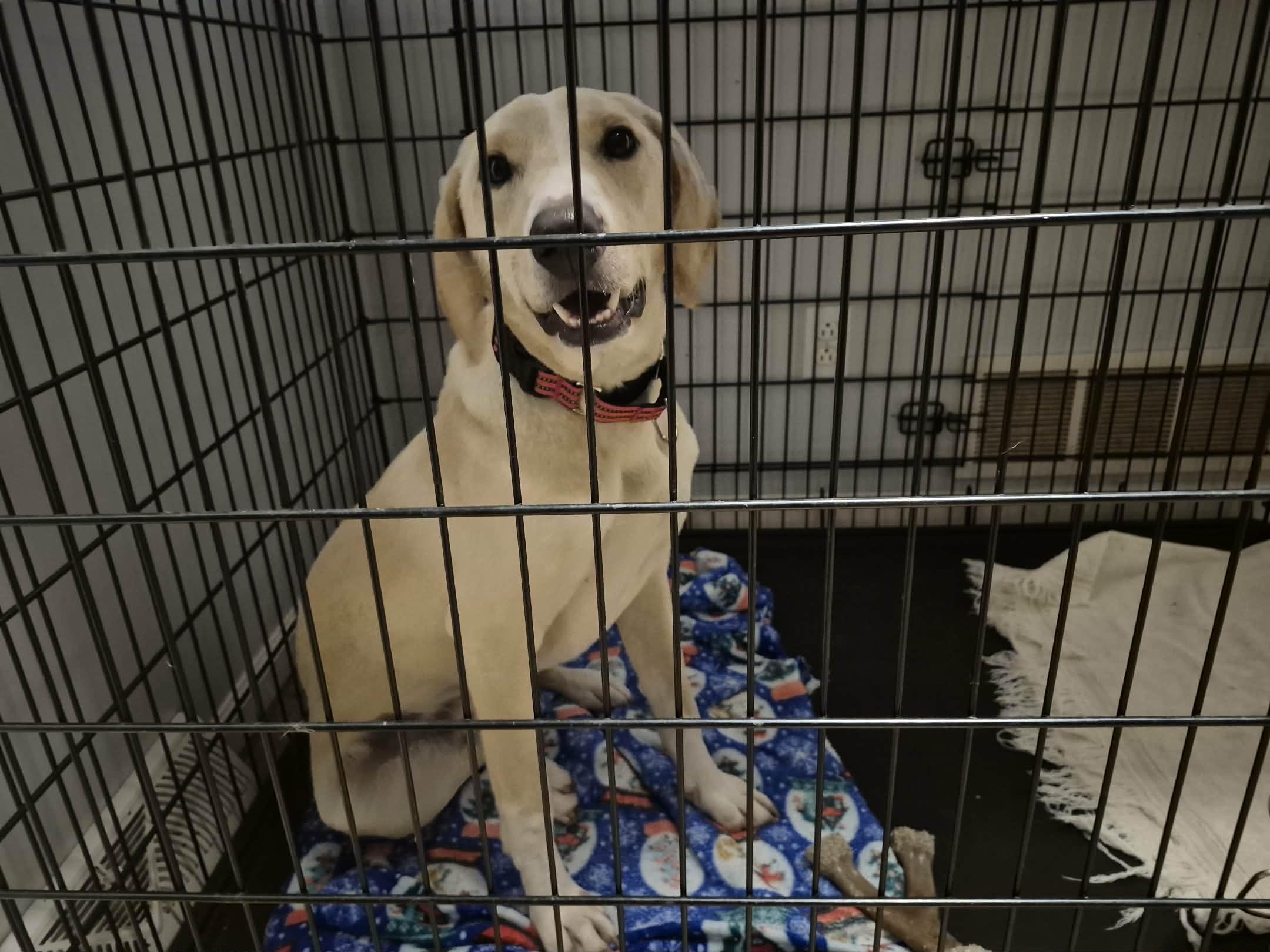 Enlarge Amos, a Adoptable mixed breed in Campbellsville, KY image 2/4