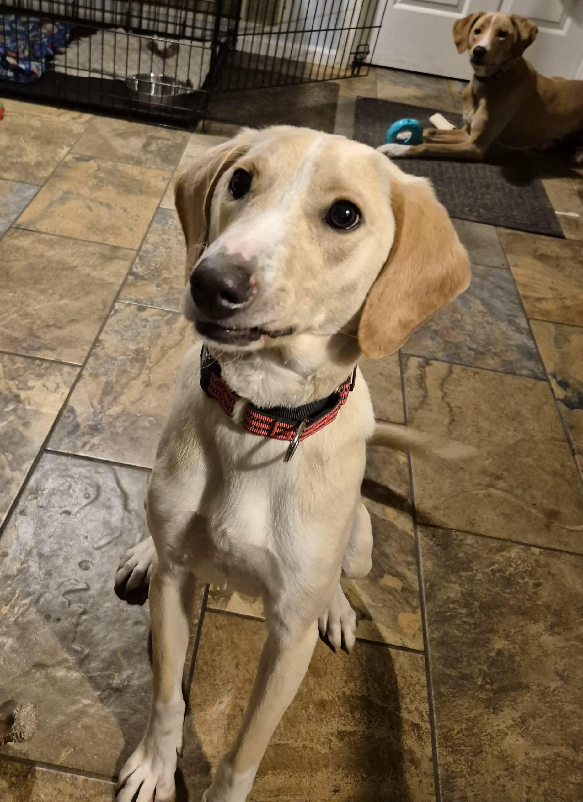 Enlarge Amos, a Adoptable mixed breed in Campbellsville, KY image 3/4