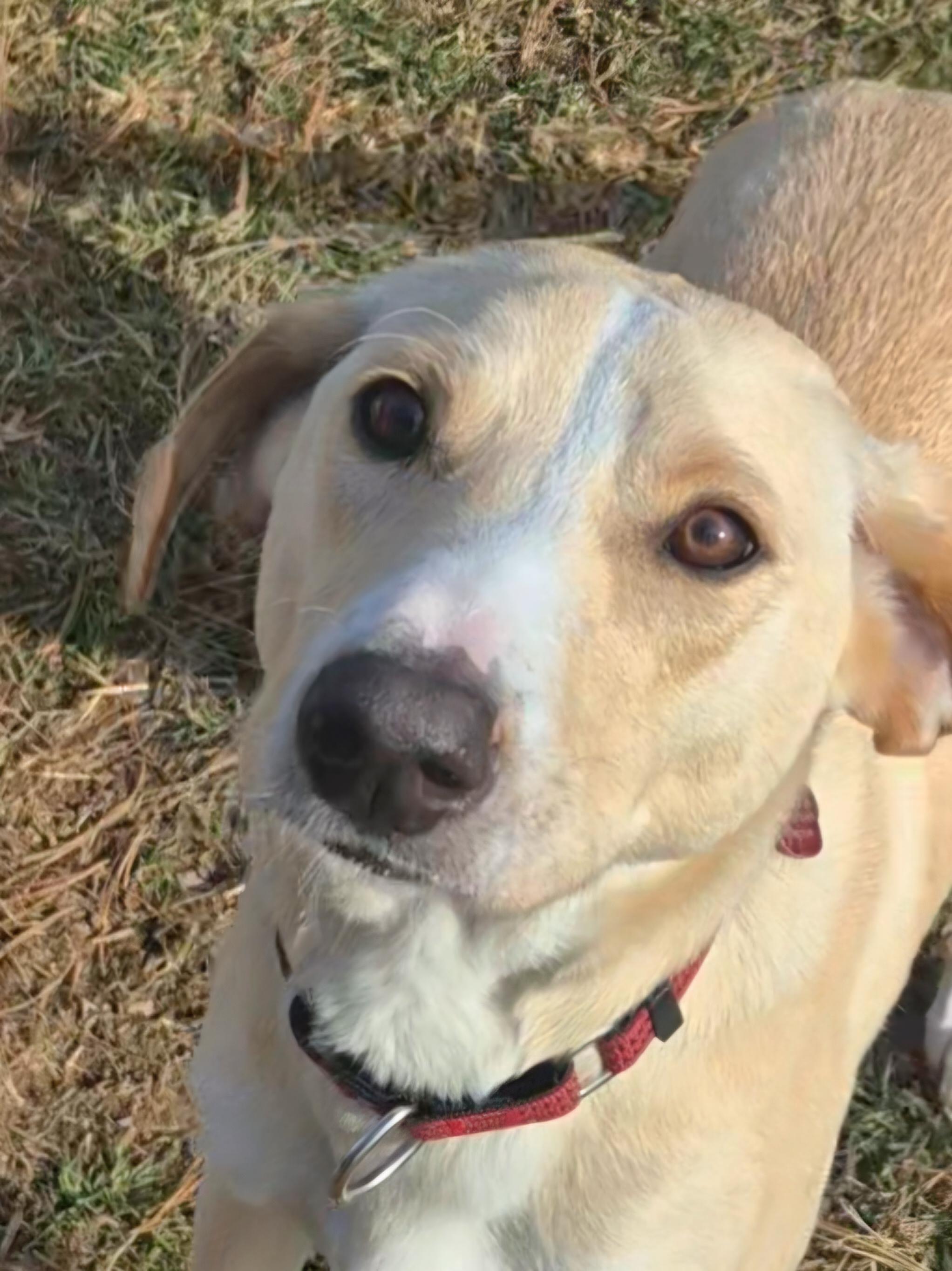 Enlarge Amos, a Adoptable mixed breed in Campbellsville, KY image 1/5