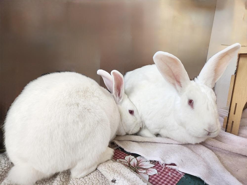 Enlarge Ashley, a Adoptable New Zealand in Westford, MA image 1/6