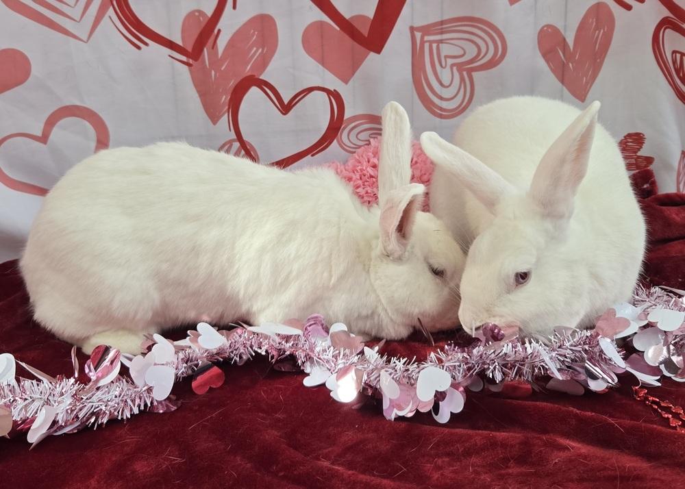 Enlarge Ashley, a Adoptable New Zealand in Westford, MA image 2/6