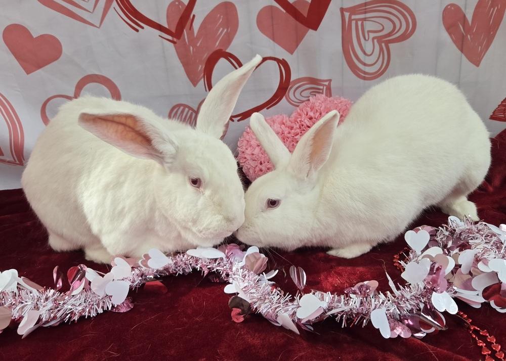 Enlarge Ashley, a Adoptable New Zealand in Westford, MA image 2/6