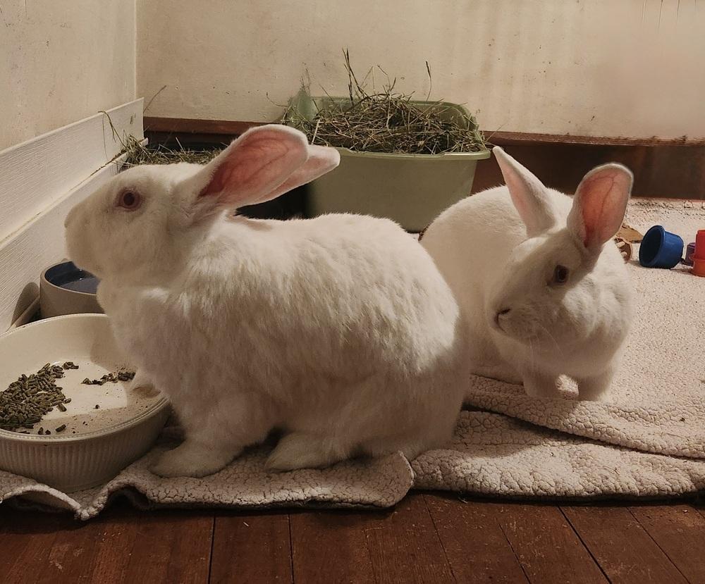 Enlarge Ashley, a Adoptable New Zealand in Westford, MA image 3/6