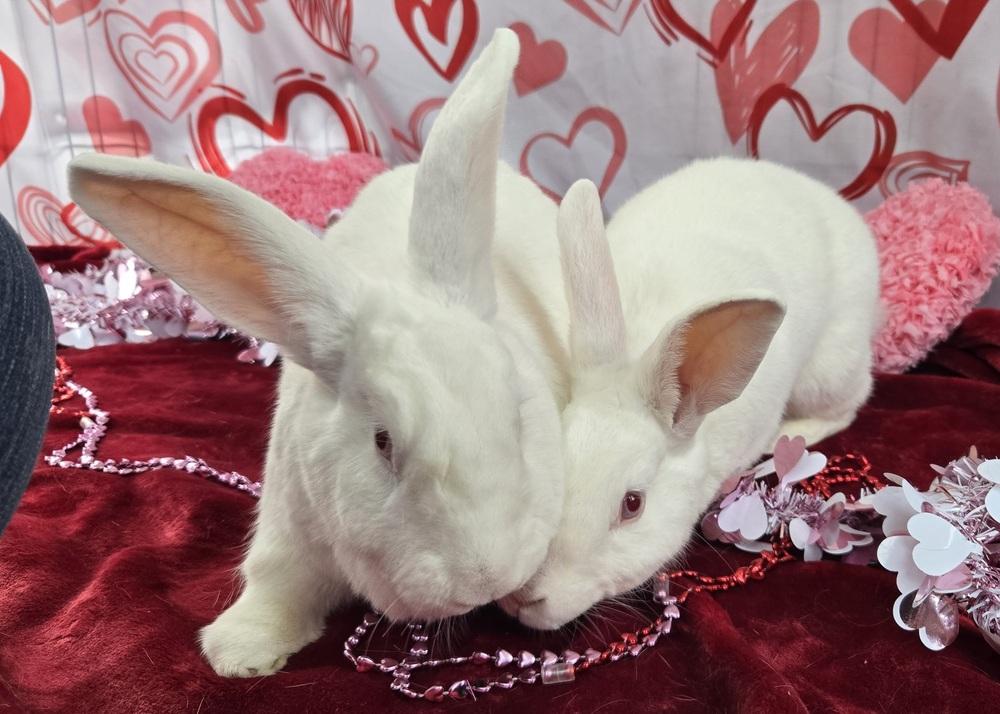 Enlarge Ashley, a Adoptable New Zealand in Westford, MA image 4/6