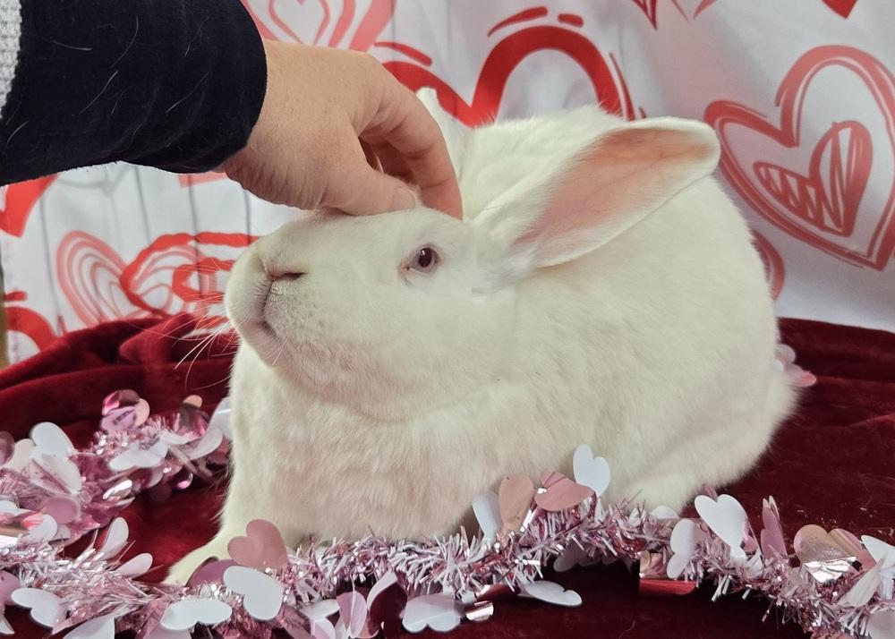 Enlarge Ashley, a Adoptable New Zealand in Westford, MA image 6/6