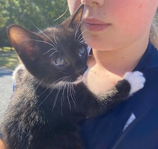 Frank Maguire, adopted, Kitten Male Tuxedo.