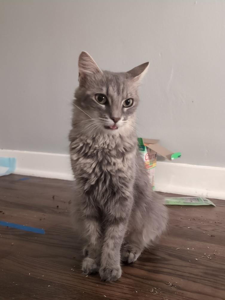 Wisha, Adoptable, Young Female Domestic Medium Hair.