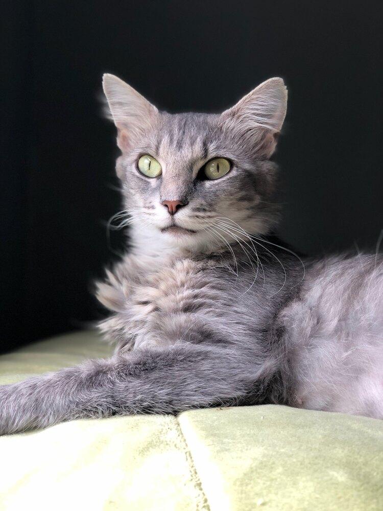 Enlarge Wisha, a Adoptable Domestic Medium Hair in Springdale, PA image 5/6
