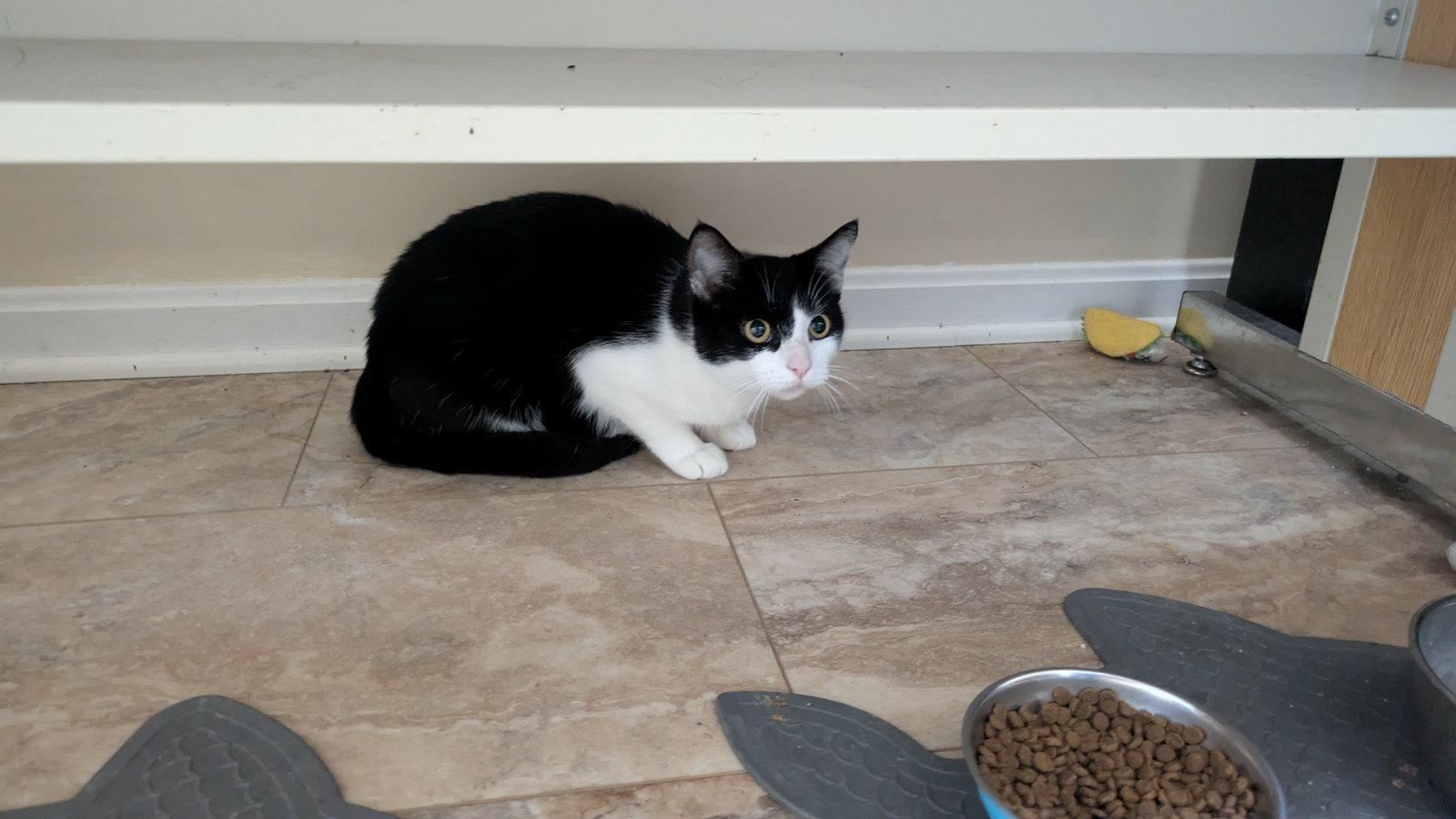 Juliet, Adopted, Adult Female Domestic Short Hair.