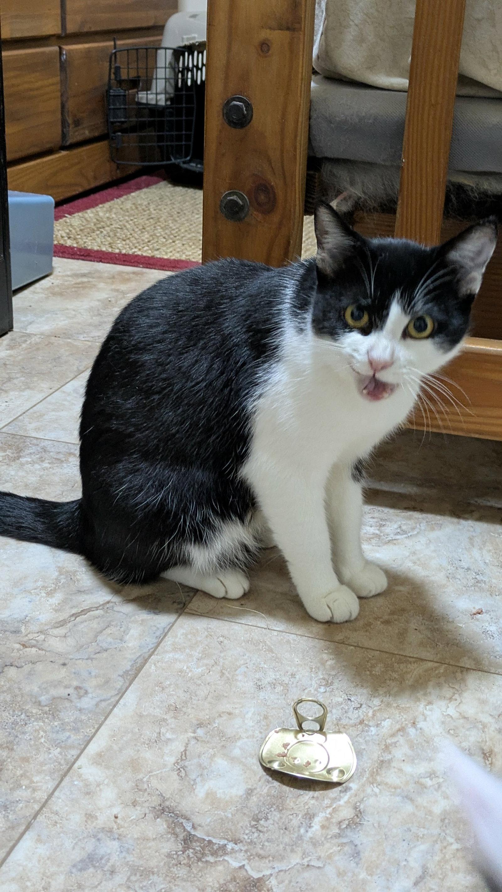 Juliet, a Adopted Domestic Short Hair in King George, VA image 2/2