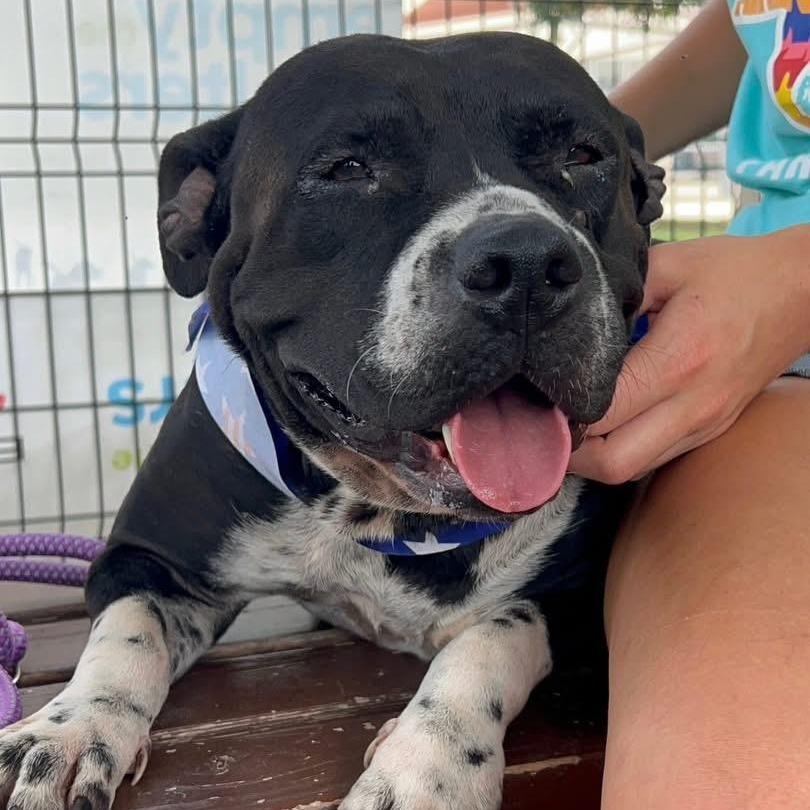 Enlarge Peggy Sue, a Adoptable Pit Bull Terrier in Cincinnati, OH image 1/6