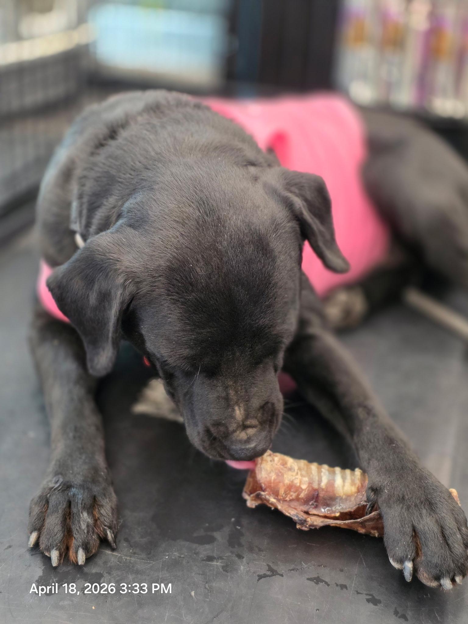 Enlarge Flora Jo, an adopted mixed breed in Houston, TX image 5/6