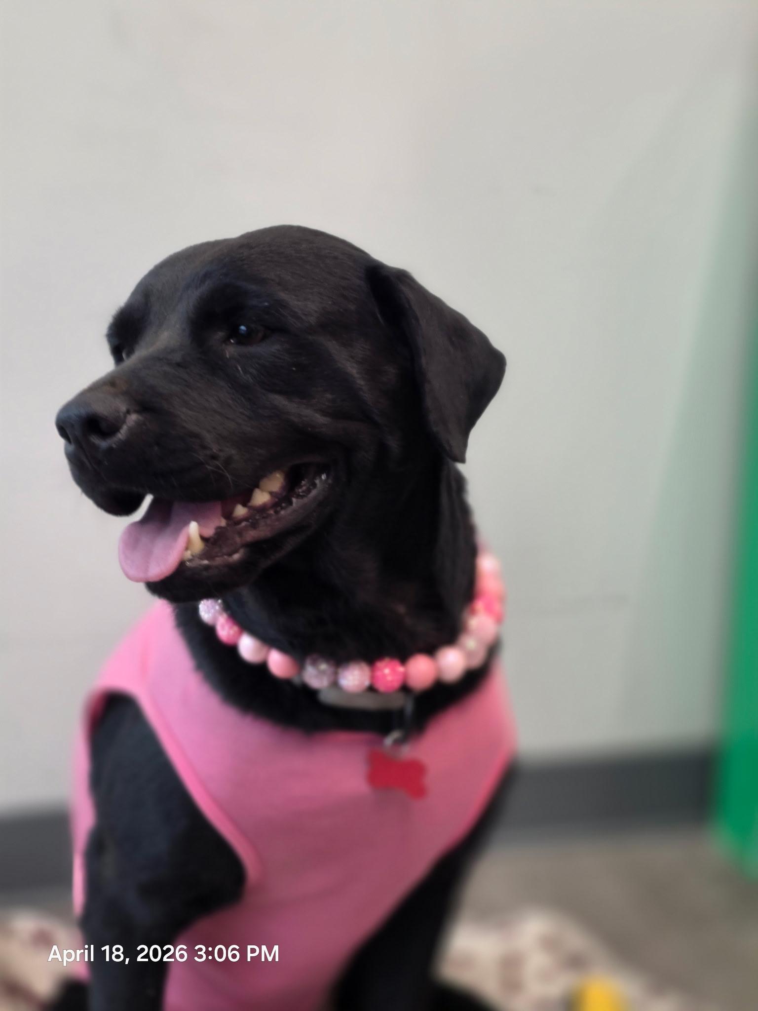 Enlarge Flora Jo, an adopted mixed breed in Houston, TX image 4/6