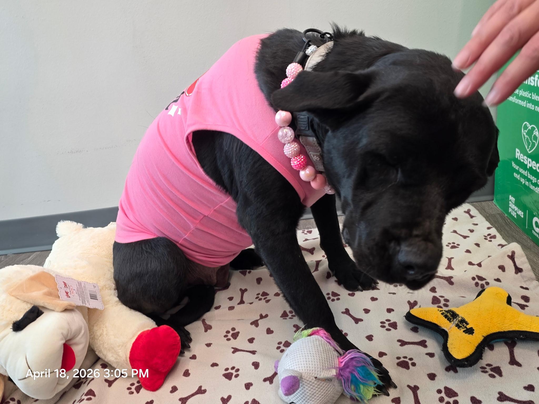 Enlarge Flora Jo, an adopted mixed breed in Houston, TX image 3/6