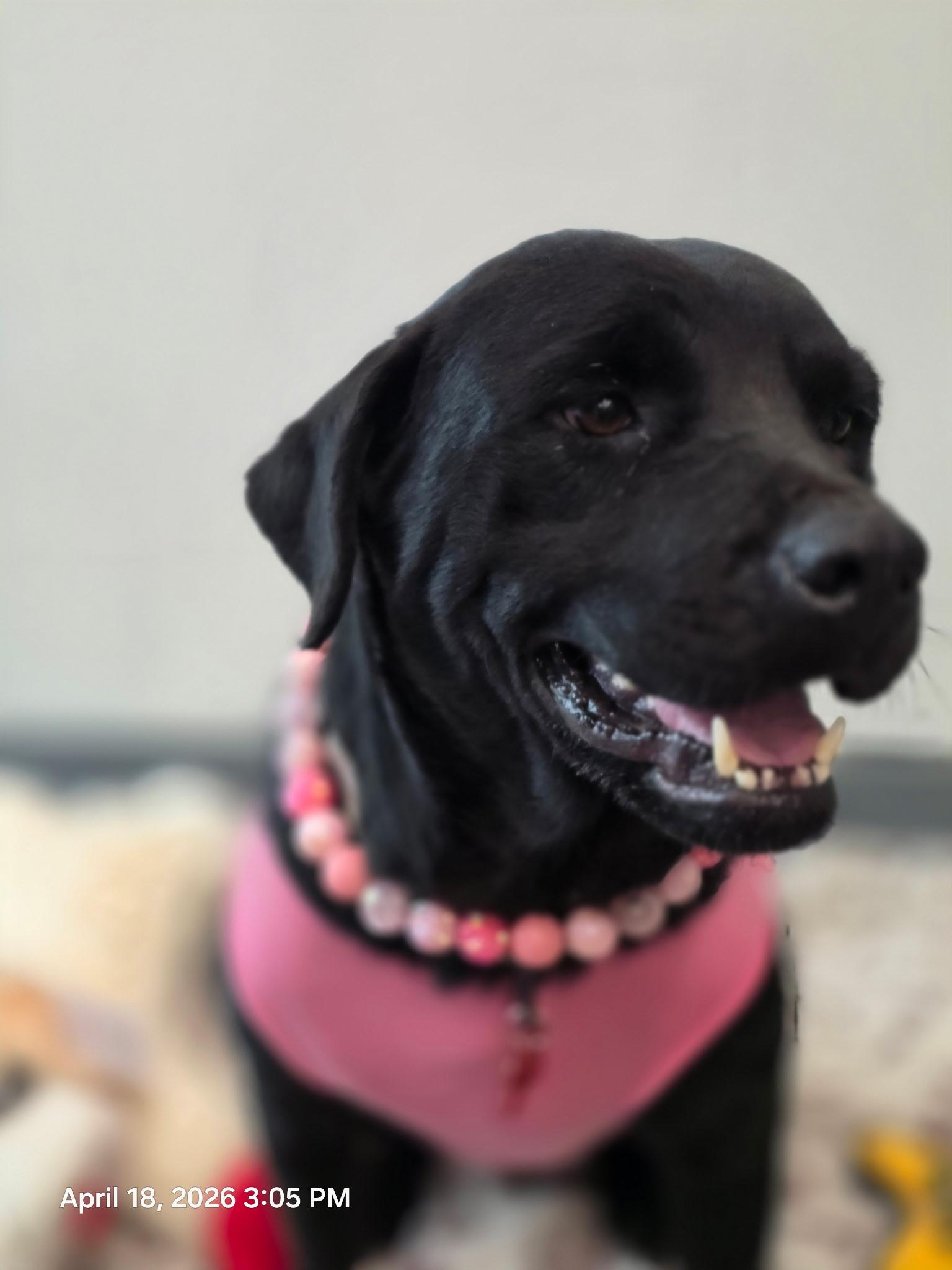 Enlarge Flora Jo, an adopted mixed breed in Houston, TX image 2/6