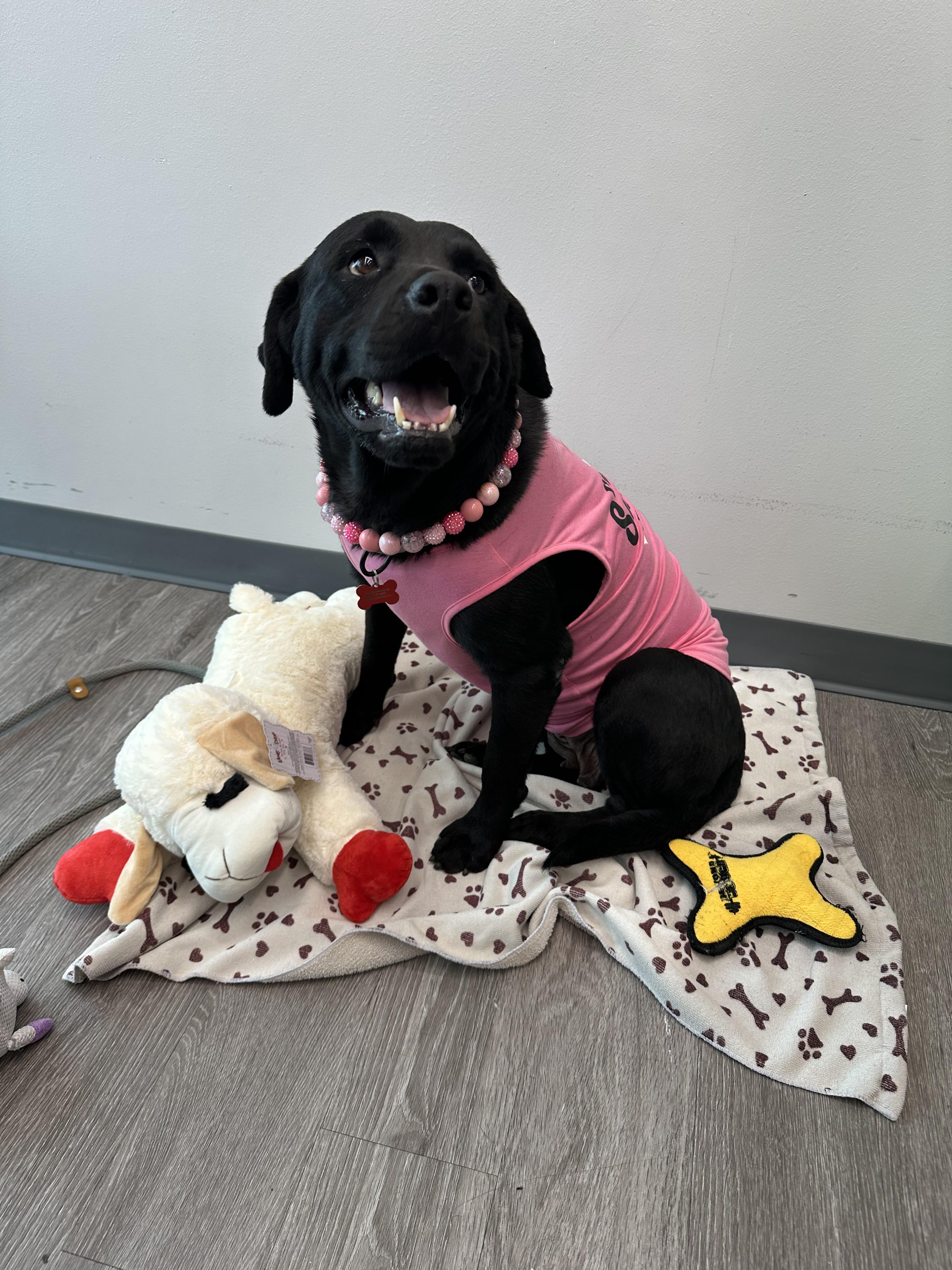 Enlarge Flora Jo, an adopted mixed breed in Houston, TX image 6/6