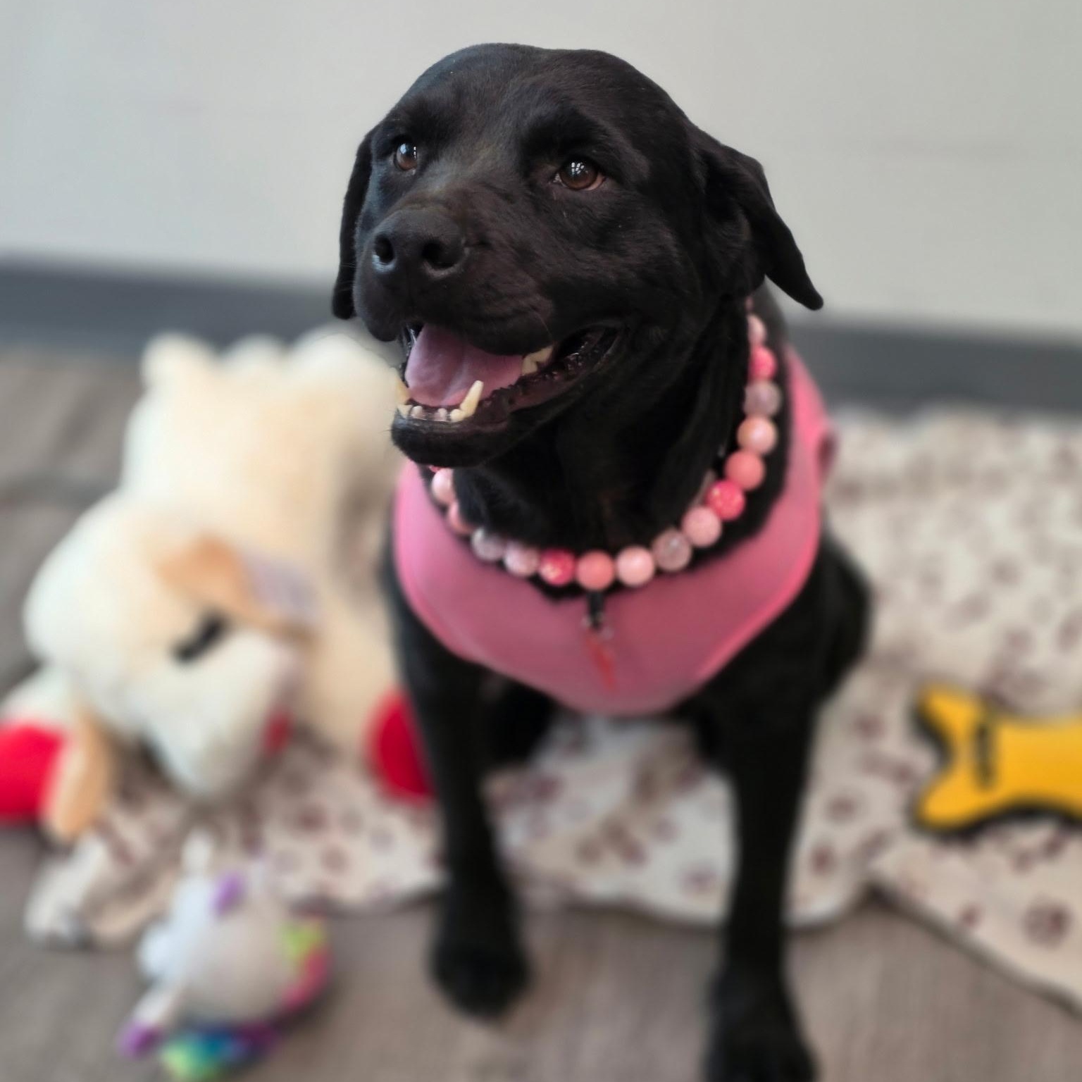 Flora Jo, adopted, Adult Female Black Labrador Retriever.