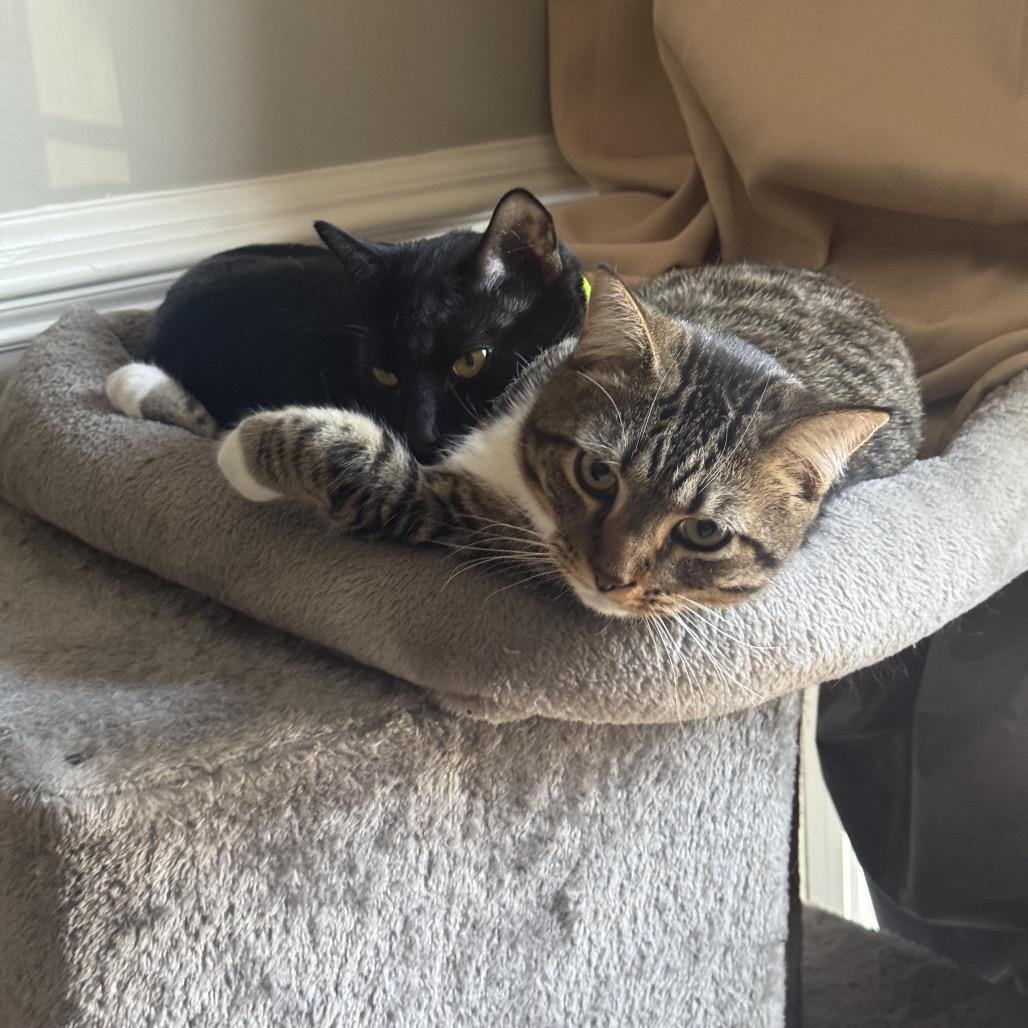 Asher, Adoptable, Young Male Domestic Medium Hair.