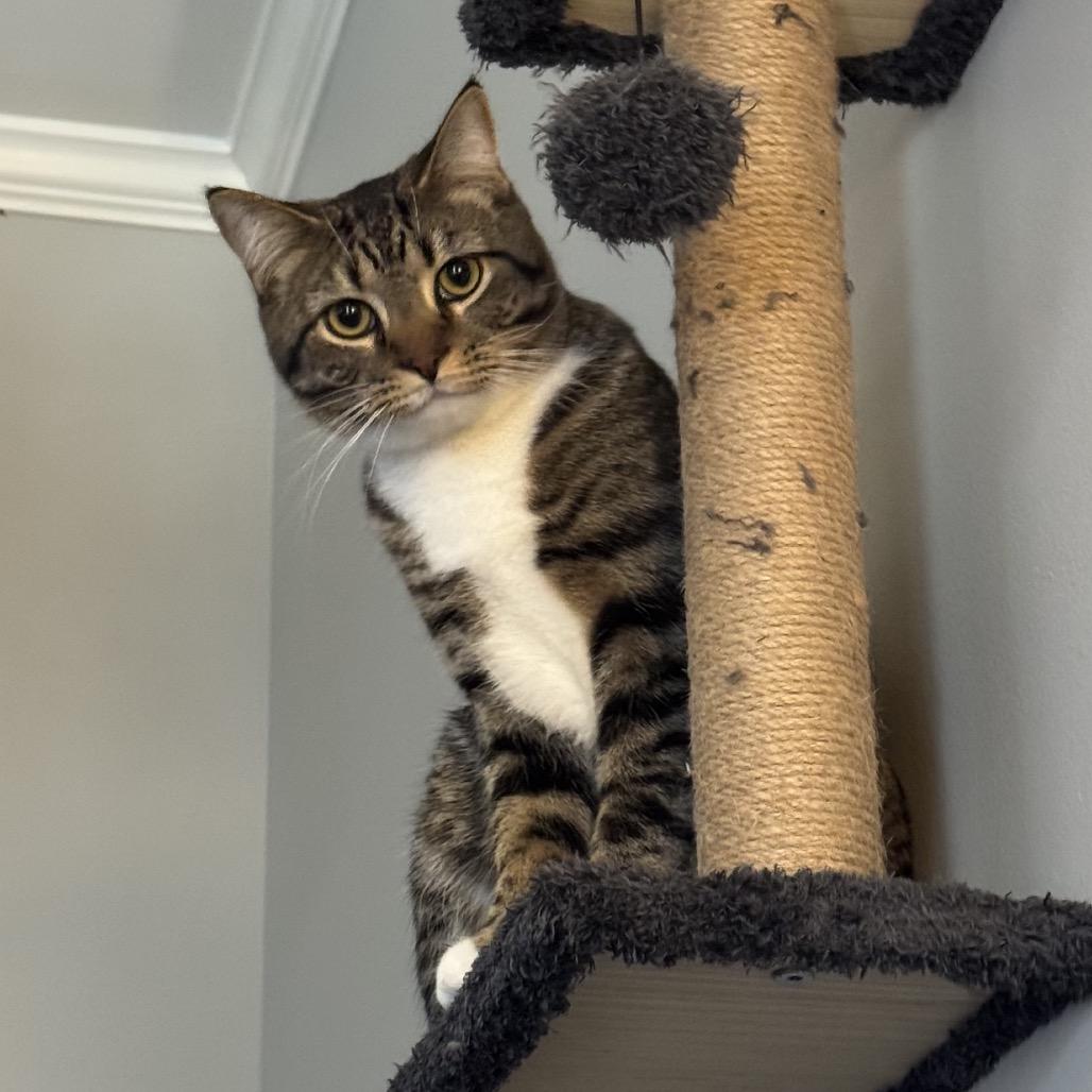 Enlarge Asher, a Adoptable Domestic Medium Hair in Potomac, MD image 2/3