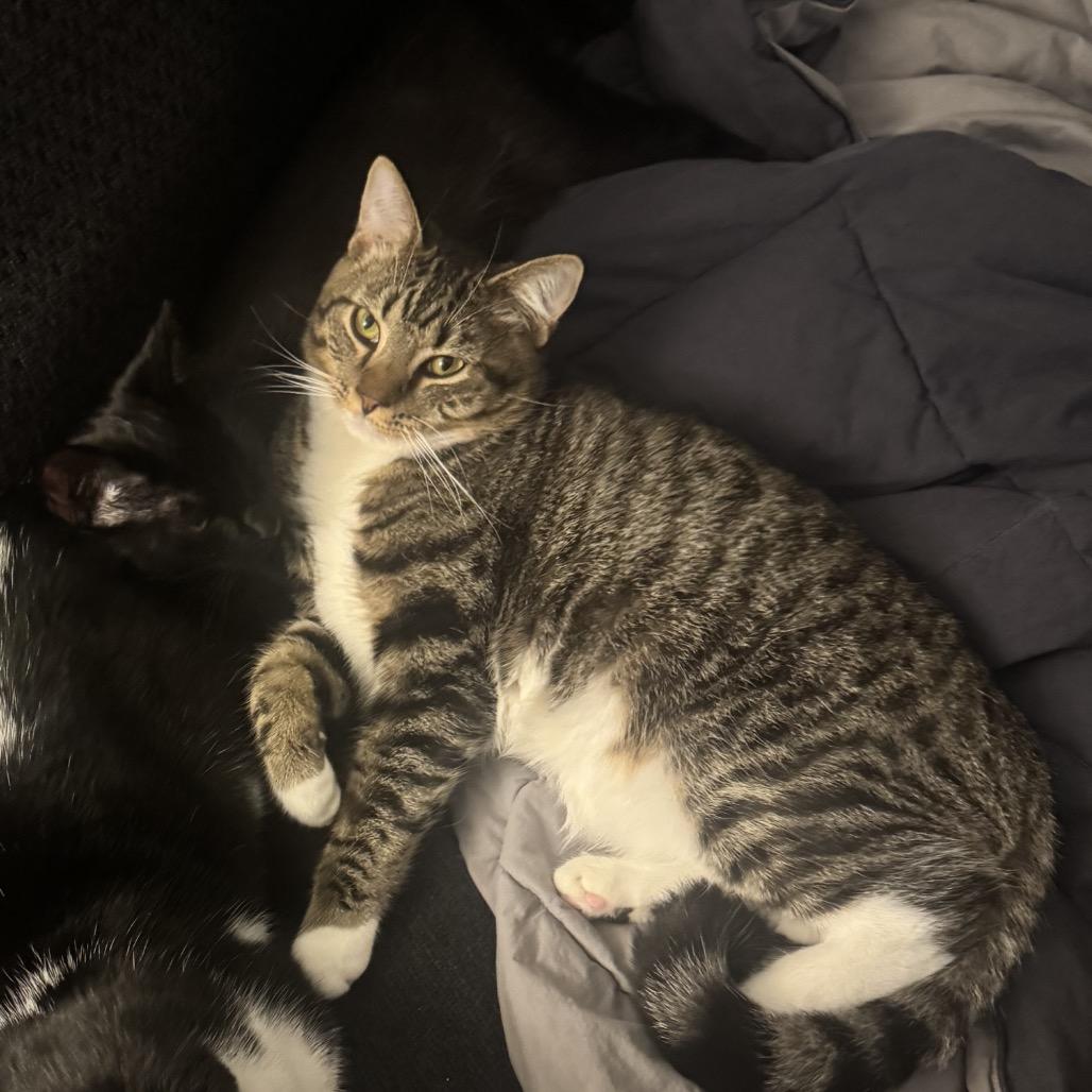 Enlarge Asher, a Adoptable Domestic Medium Hair in Potomac, MD image 3/3