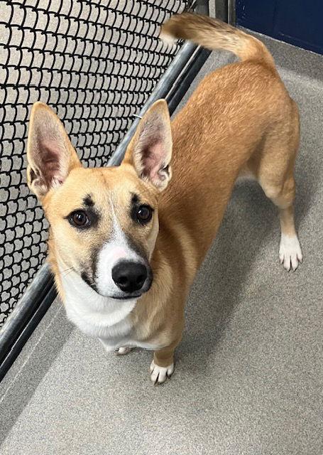 Enlarge Brownie - 8 Months, a Adopted Mixed Breed in Sterling, MA image 1/1