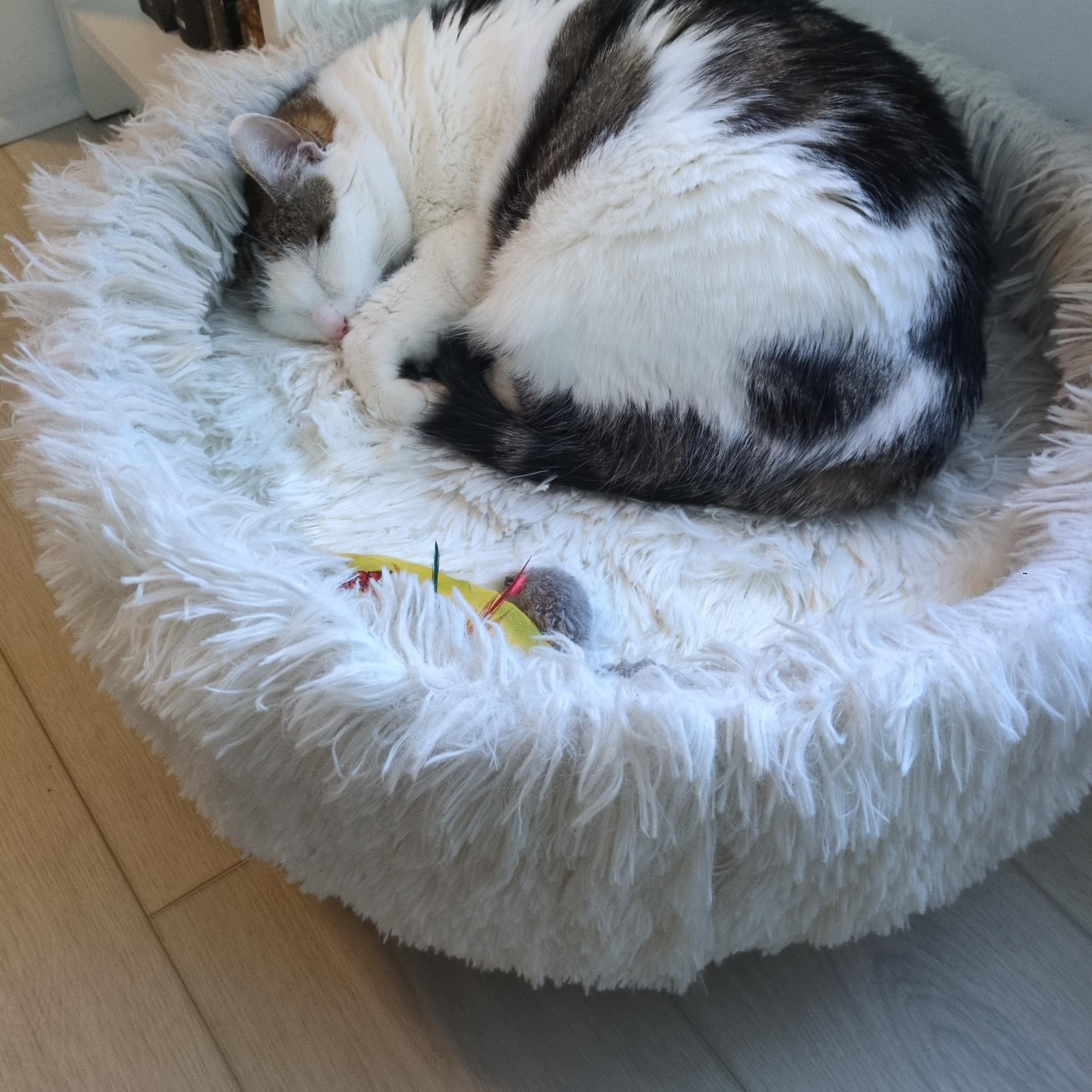 Enlarge Clio (F), a ADOPTABLE Domestic Short Hair in Fairfax, VA image 5/6