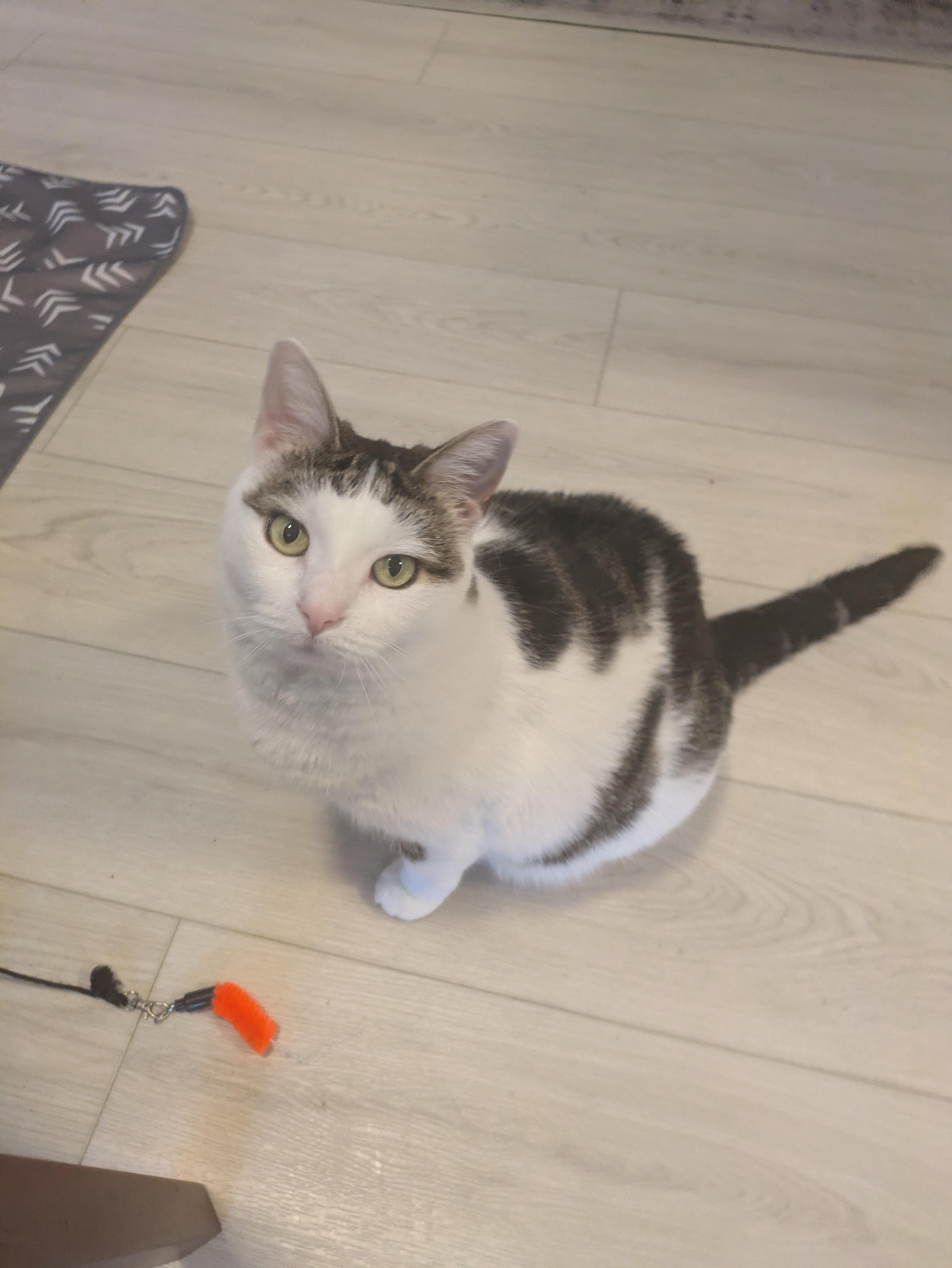 Enlarge Clio (F), a ADOPTABLE Domestic Short Hair in Fairfax, VA image 6/6