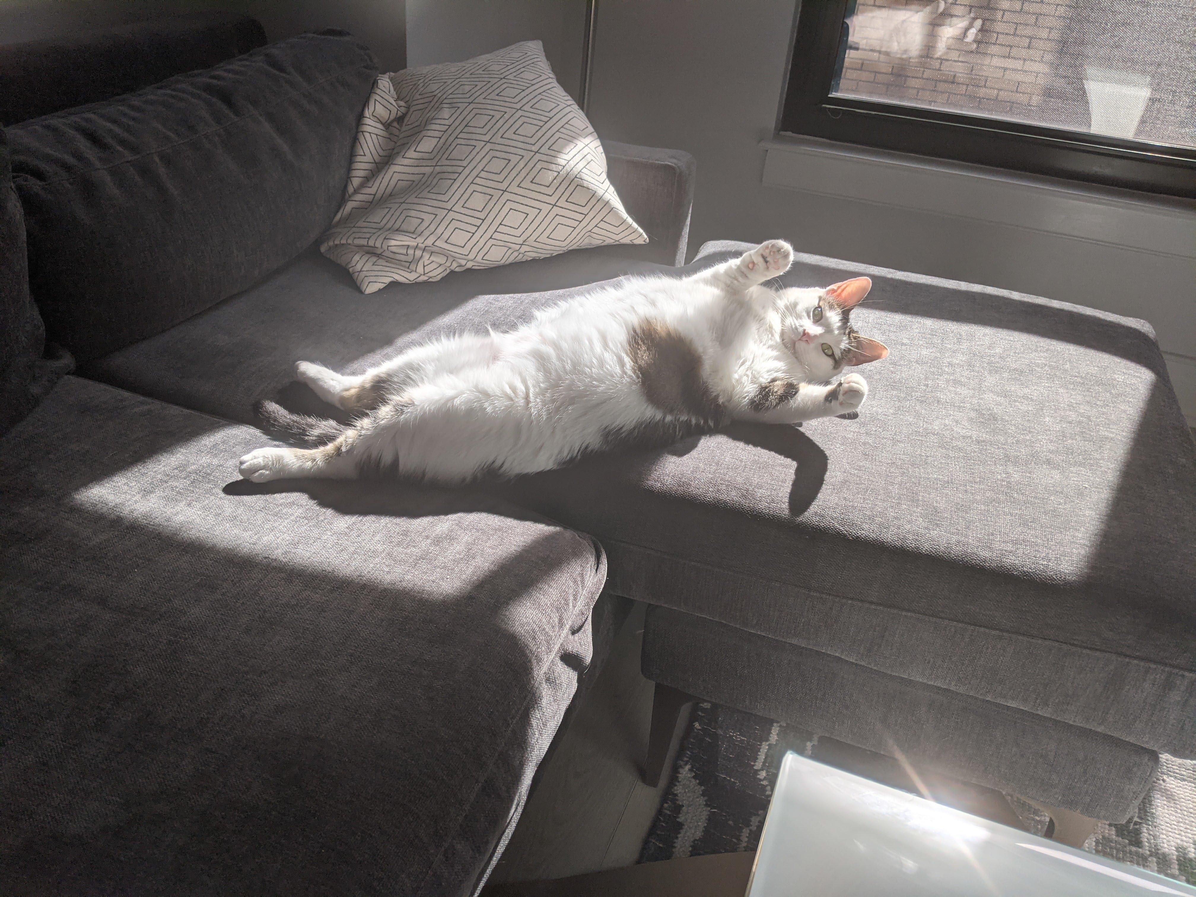 Enlarge Clio (F), a ADOPTABLE Domestic Short Hair in Fairfax, VA image 3/6