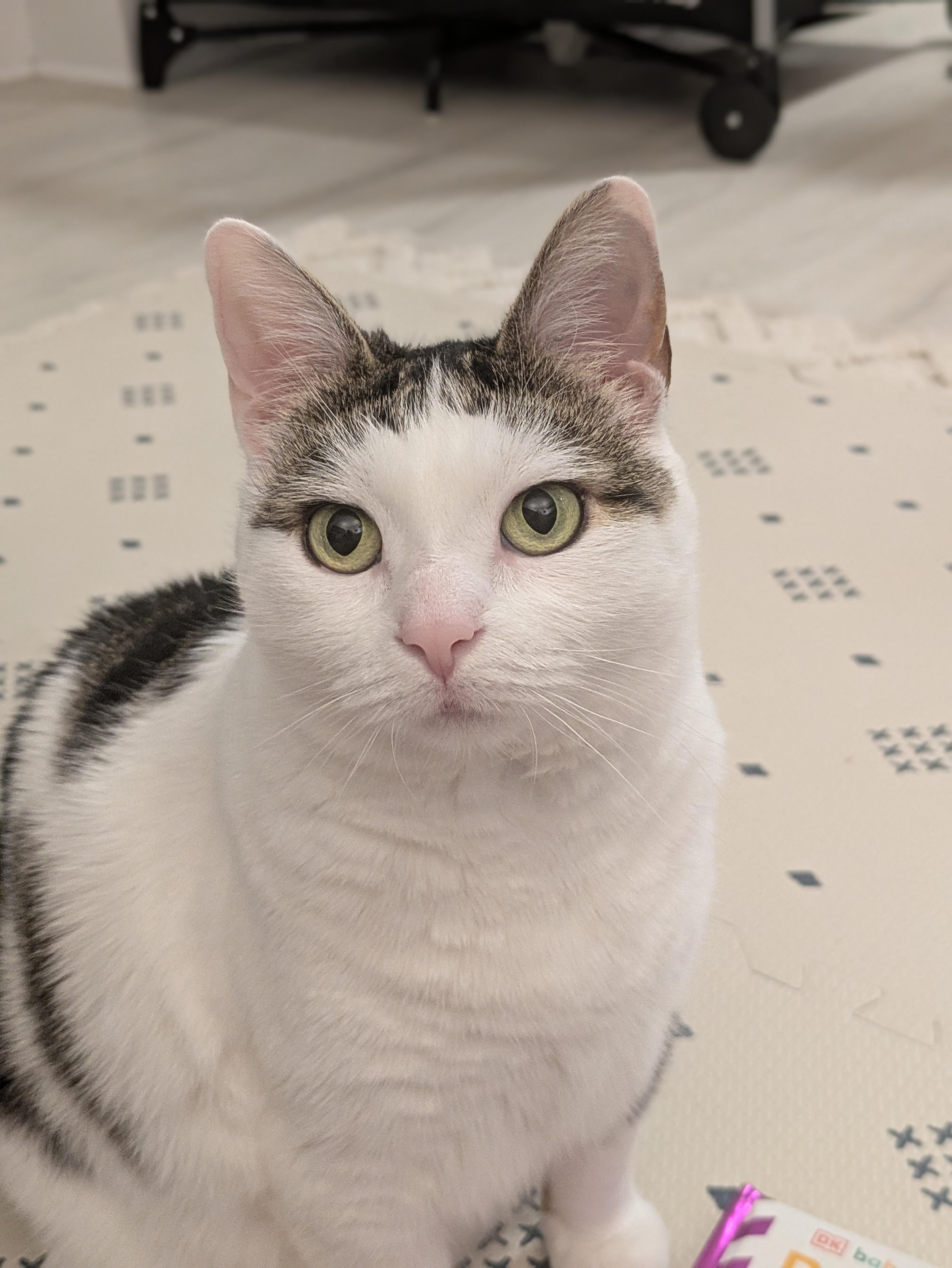 Clio (F), ADOPTABLE, Adult Female Domestic Short Hair.