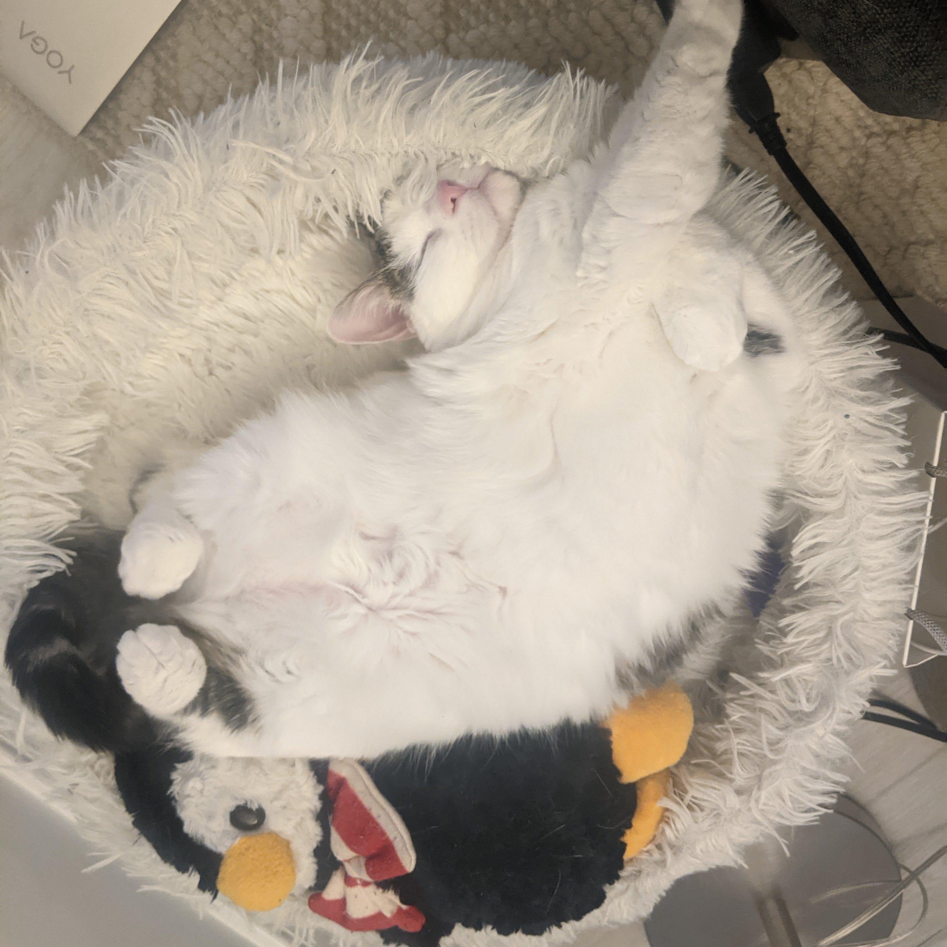 Enlarge Clio (F), a ADOPTABLE Domestic Short Hair in Fairfax, VA image 4/6