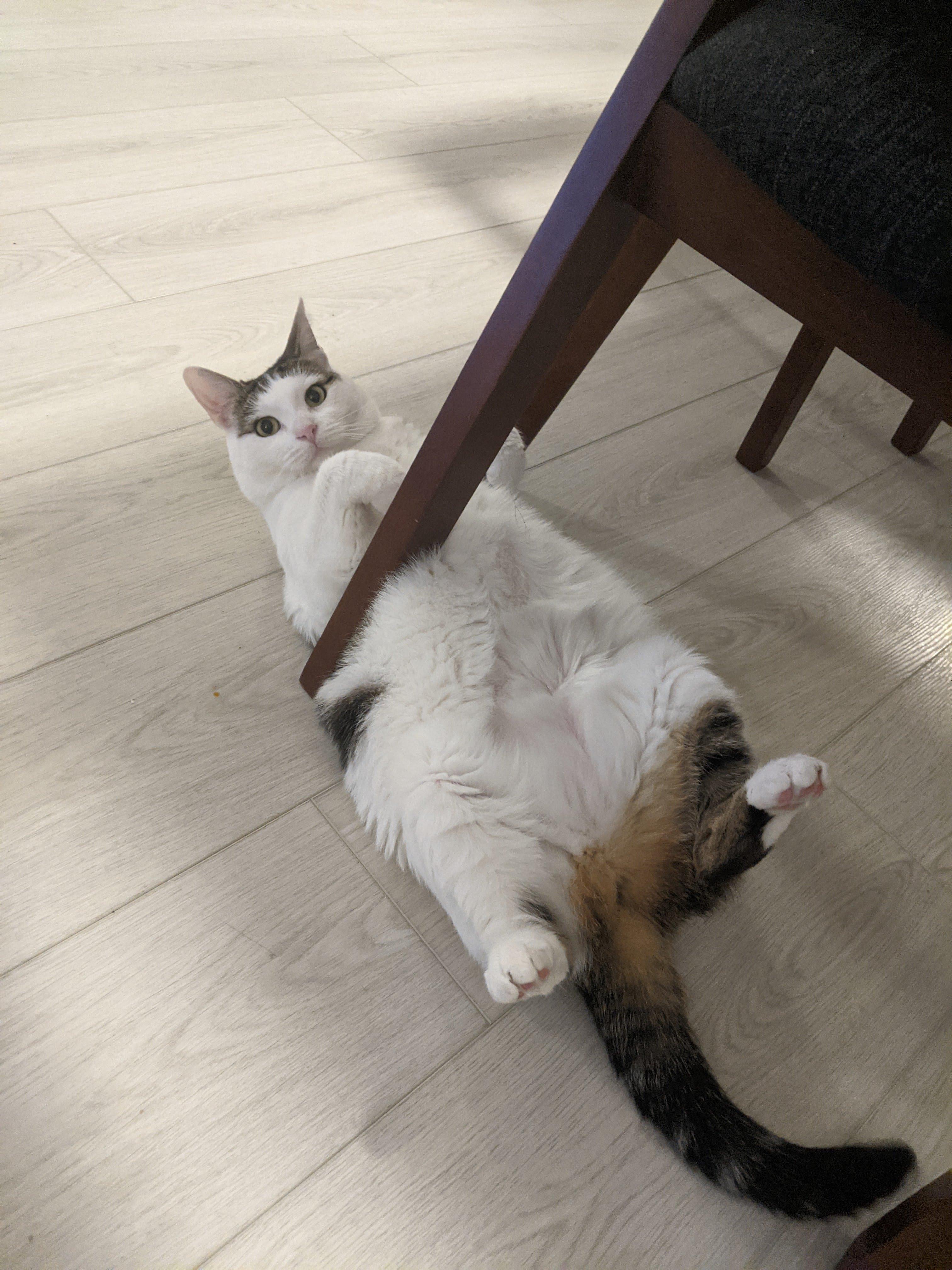 Enlarge Clio (F), a ADOPTABLE Domestic Short Hair in Fairfax, VA image 2/6