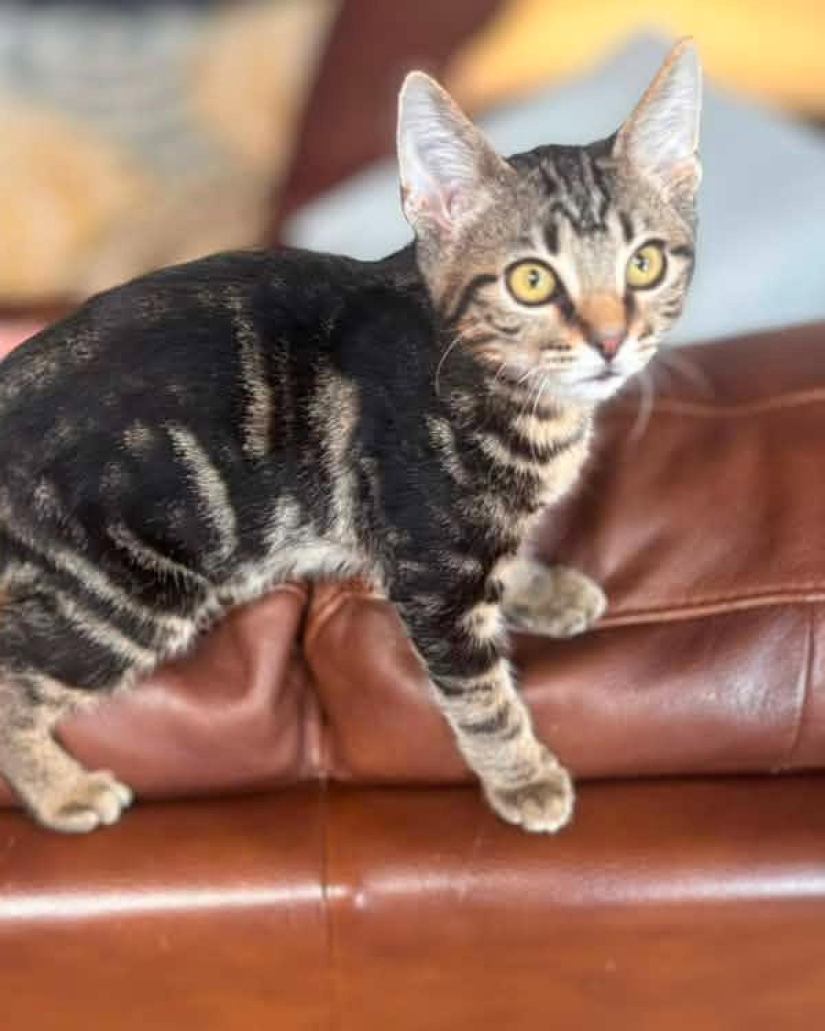 Enlarge Pawn, a Adopted mixed breed in Frisco, TX image 2/2
