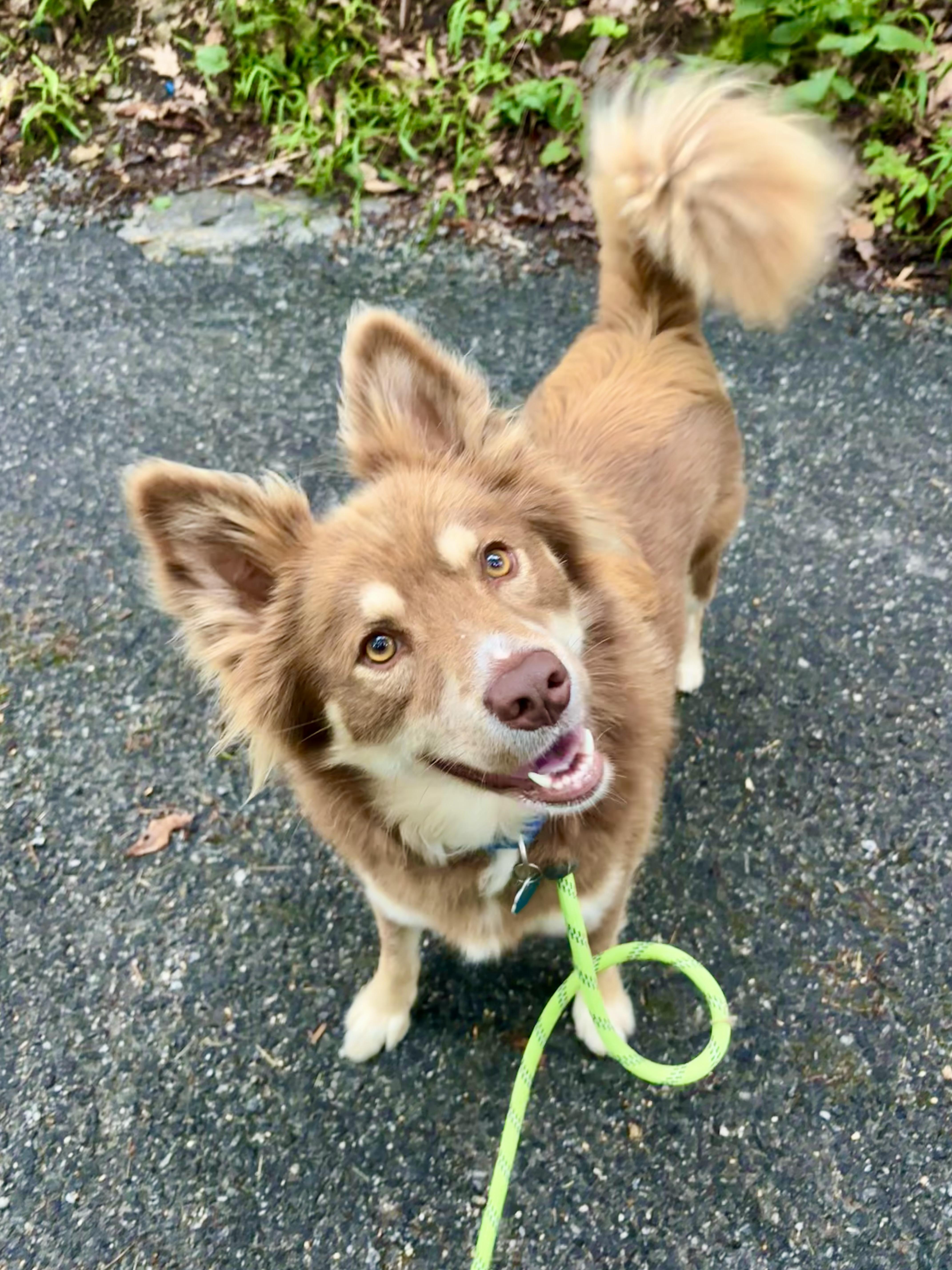 Enlarge RUSTY, a Adopted mixed breed in East Flat Rock, NC image 5/6