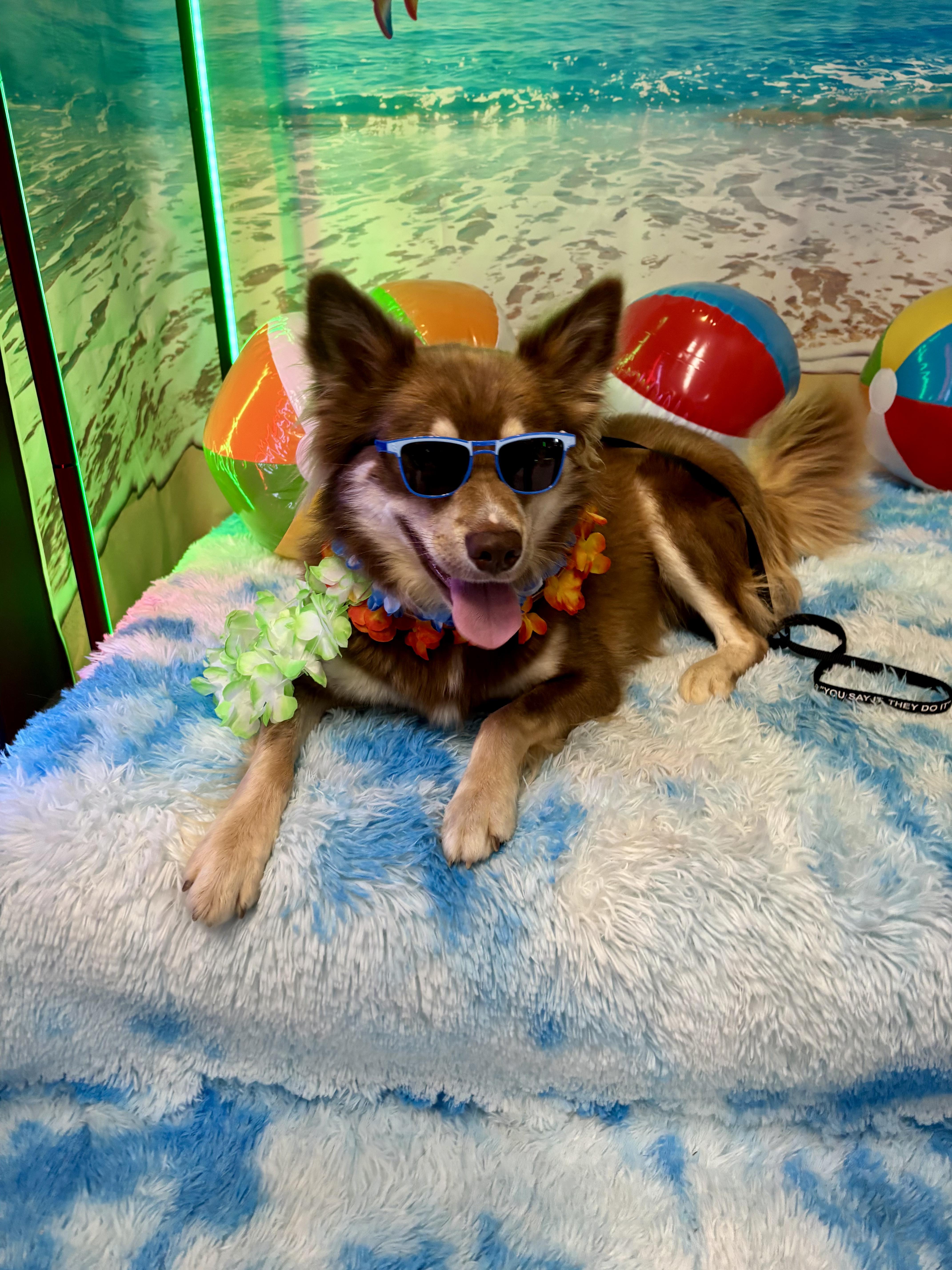 Enlarge RUSTY, a Adopted mixed breed in East Flat Rock, NC image 2/6