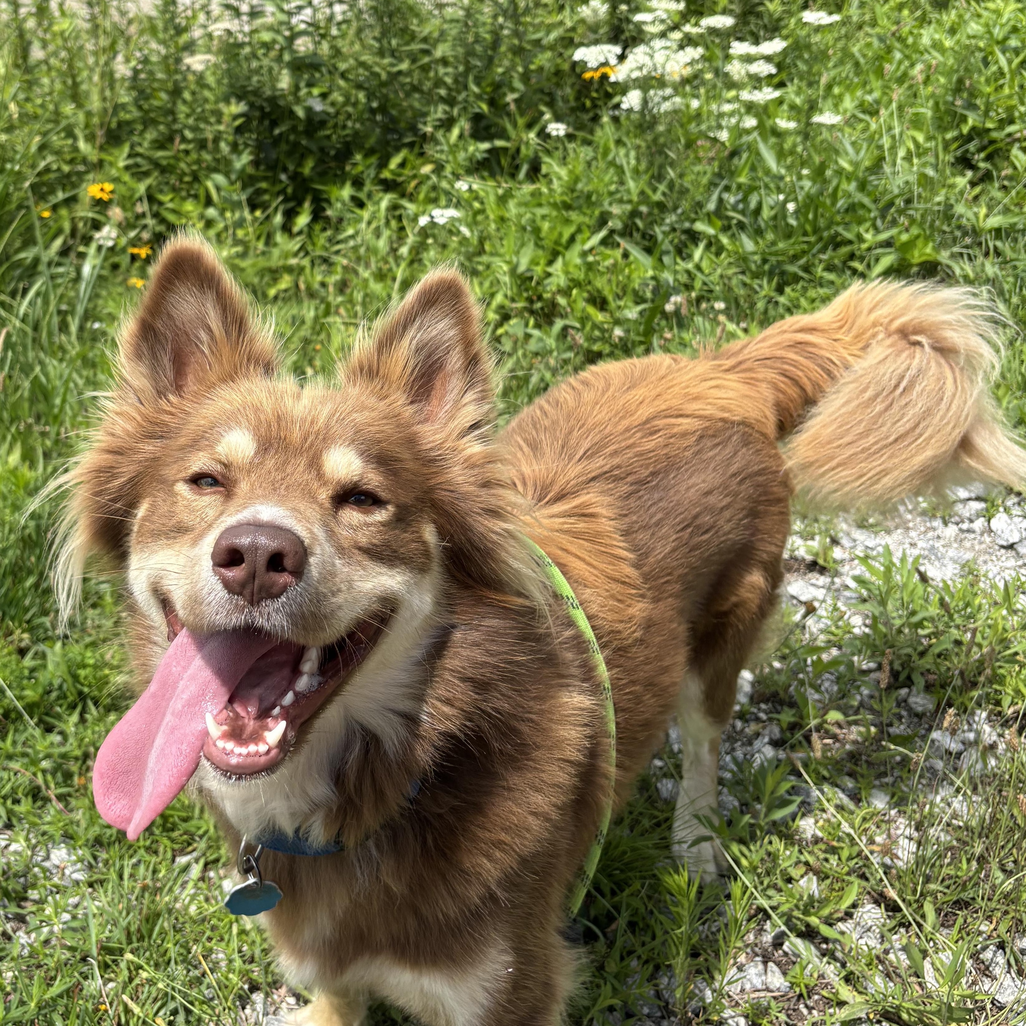 Enlarge RUSTY, a Adopted mixed breed in East Flat Rock, NC image 1/6